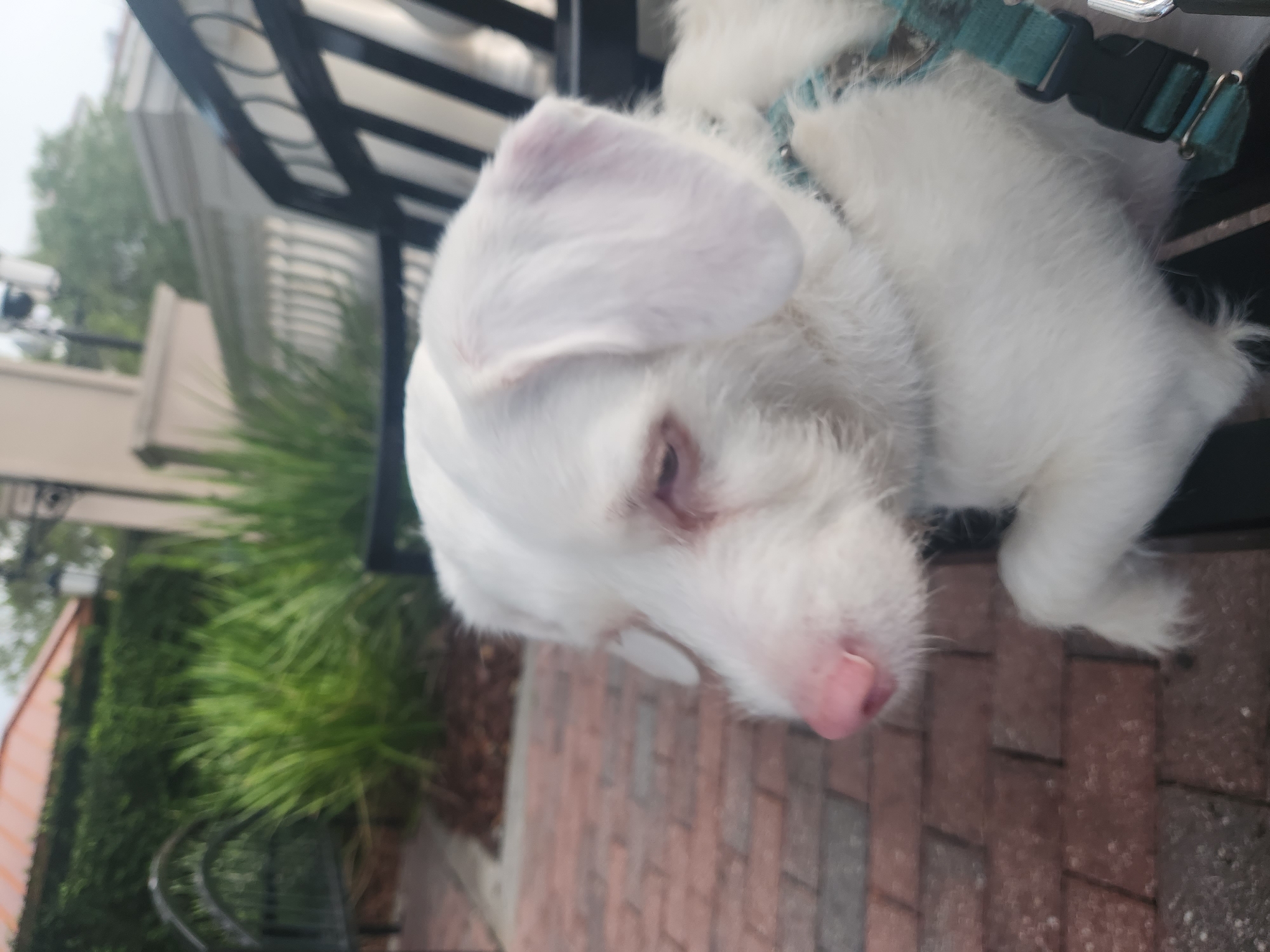 A white dog with pink nose and pinkish-brown eyes sits on a black bench in an outdoor setting, possibly in the city of Altamonte Springs, United States of America. The dog is wearing a teal harness with black buckle. The background consists of brick pavers, lush green foliage, a light-colored building with a lamp post, and a railing. The lighting suggests it is daytime.