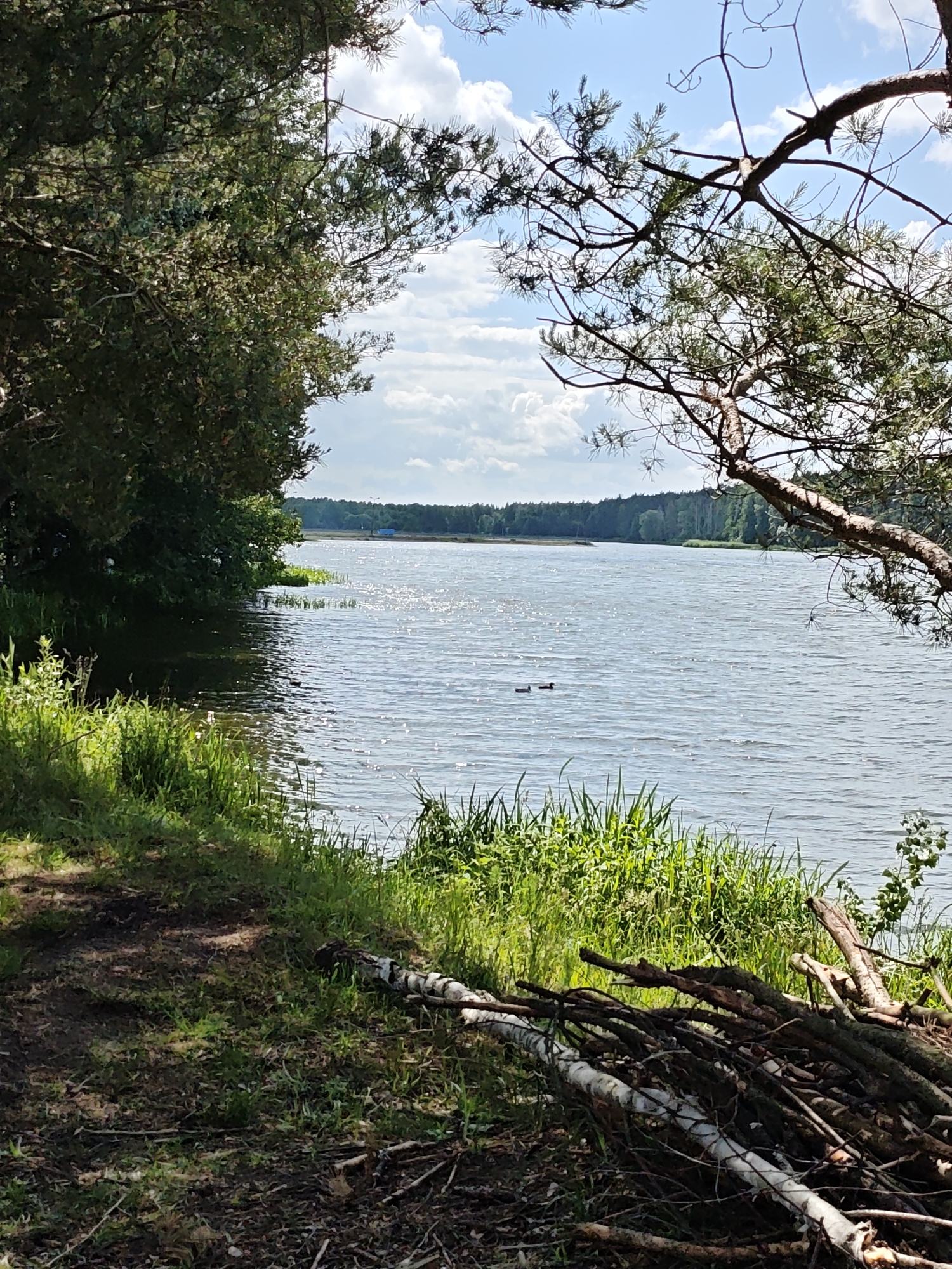 The image depicts a tranquil lakeside scene on a sunny day, likely in Lewiczyn, Poland, given the context. The foreground is dominated by a grassy embankment cluttered with fallen branches, some of which appear to be from a birch tree due to their white bark. A dirt path is visible on the left, leading towards the water. The middle ground features a wide, calm lake reflecting the bright blue sky and scattered white clouds. Two dark-colored ducks are swimming on the water's surface. The background consists of a dense line of trees forming the distant shore of the lake, with a hint of a structure or object, possibly blue, visible amongst the trees. The overall atmosphere is peaceful and natural.
