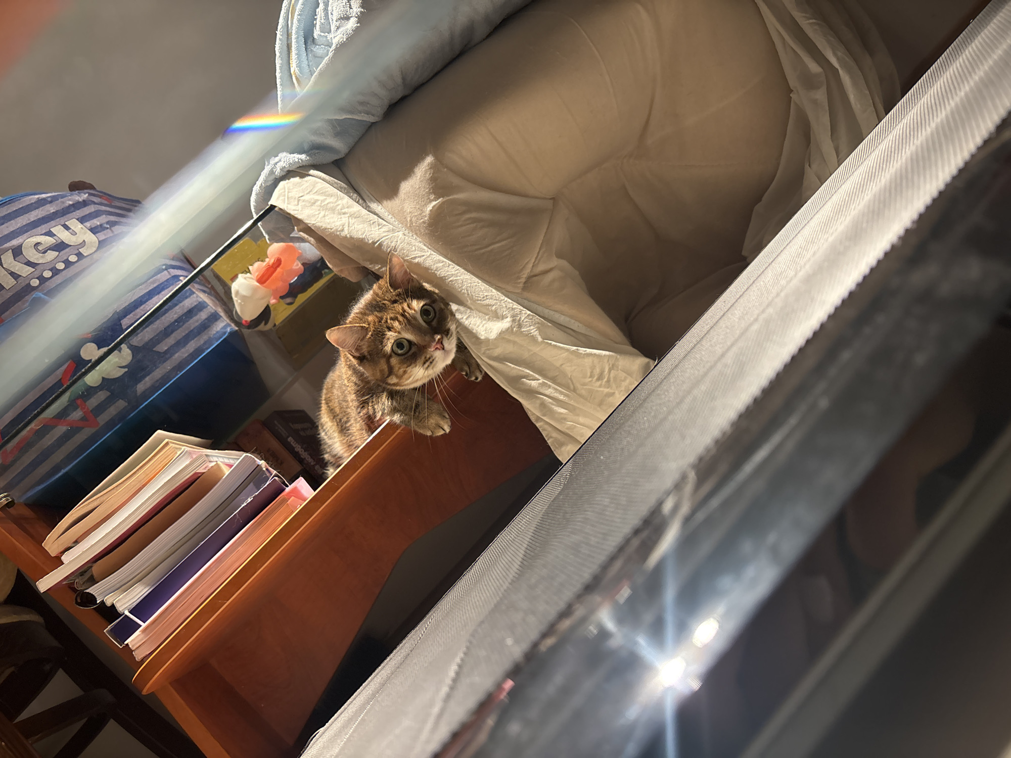 The image shows a tabby cat lying on a pile of blankets. The cat is looking at the camera with its green eyes. The cat is in a room with a bookshelf filled with books. There is also a prism of light across the scene, creating a rainbow effect. The scene appears to be indoors, likely in a residential setting. There is no information to suggest this scene is located in the city of Shumen, Bulgaria.