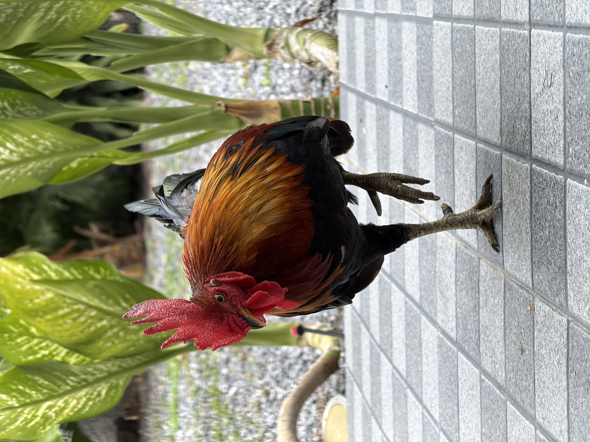 A rooster stands on a paved walkway in Baan Bo Phut, Thailand, balancing on one leg with its other leg raised. The rooster is predominantly orange and black with a bright red comb. Behind it, large green plants with white veining are visible, and the ground is covered with small grey gravel. The walkway is made of square grey tiles.