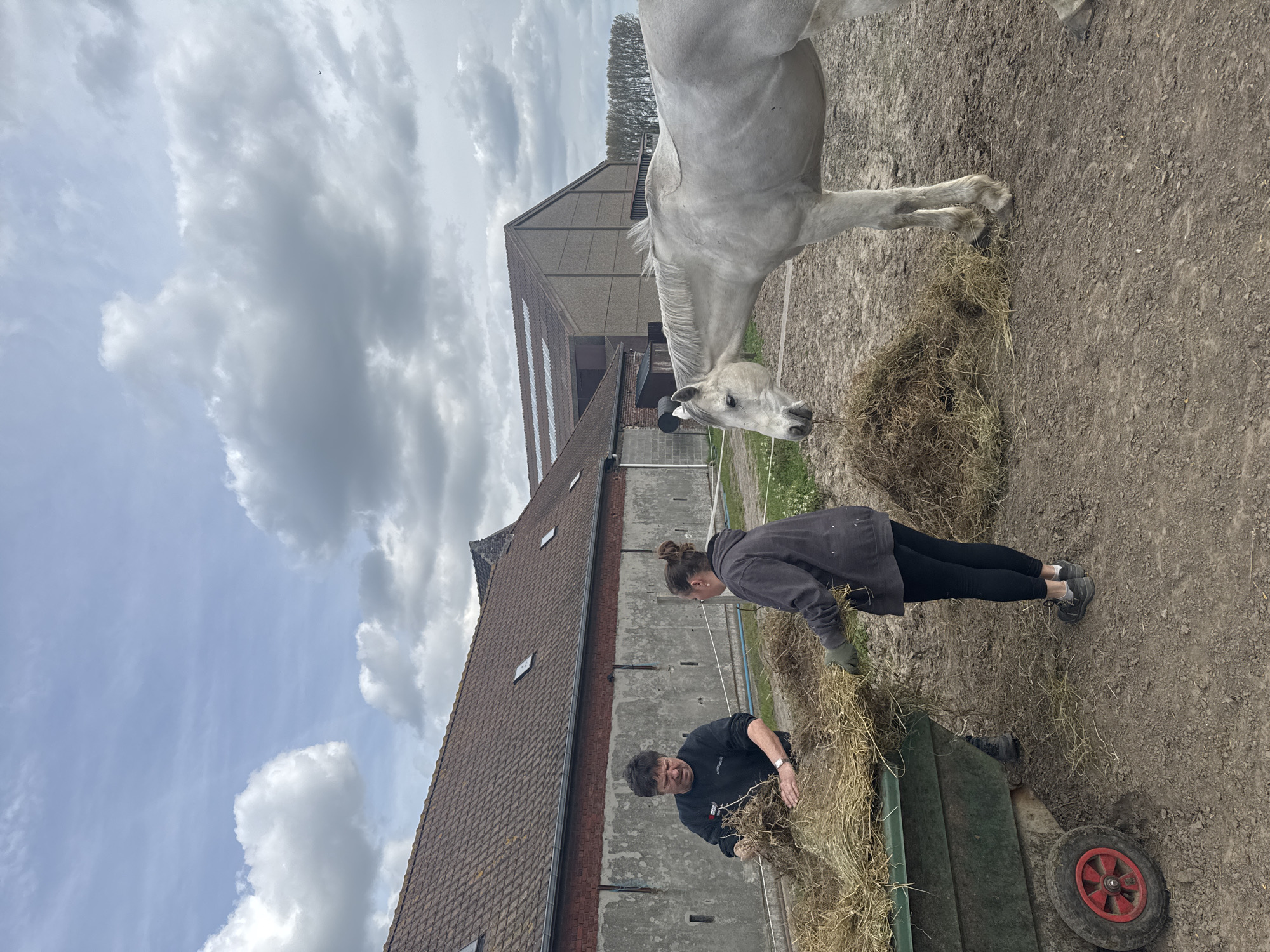 A ground-level photograph, taken in Estaimpuis, Belgium, depicts a grey horse standing near two people filling a green wheelbarrow with hay. The location is an outdoor, rural setting adjacent to several buildings.
A large, white horse faces the camera, its head bowed towards the hay in the wheelbarrow. Behind the horse, there is a tan-colored building, possibly a barn or stable, with a steeply pitched roof covered in tiles and with a metal section above the tiled roof.
Two people are positioned near the wheelbarrow. One person, possibly male, is bent over, putting hay into the wheelbarrow. The second person, likely female, stands to the right and slightly behind, also contributing to the hay-loading activity.
The ground is dirt. Above the scene is a cloudy sky.