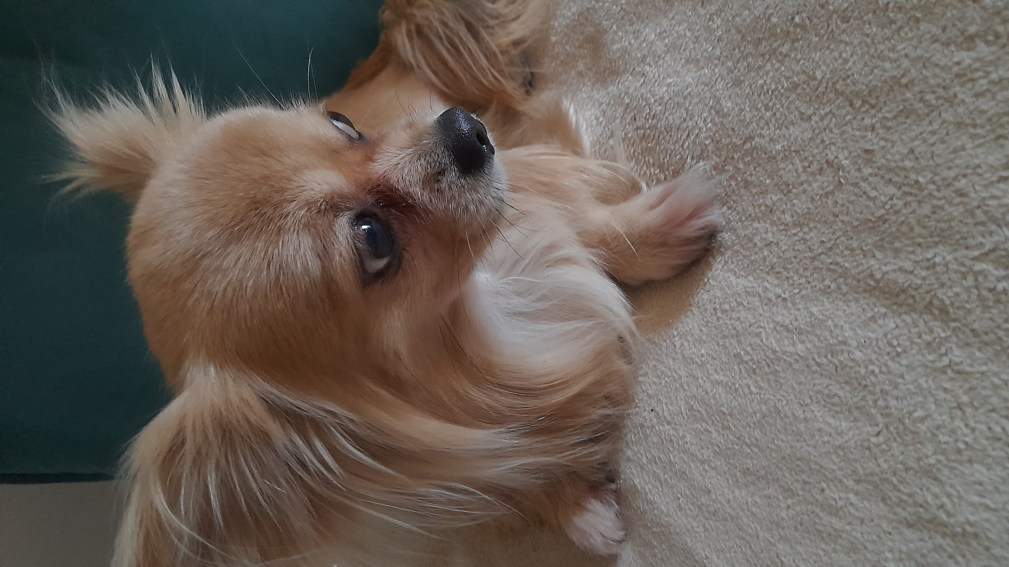 A tan, long-haired Chihuahua lies on its side on a beige, textured surface, possibly a rug or blanket. The dog faces the camera with its head tilted slightly. Its eyes are visible and appear dark. The dog has long, light-colored fur around its face and ears. A portion of a dark teal or green object, likely furniture, is visible in the background to the left.
There is no evidence of location in the city of Saint Petersburg, Russia.