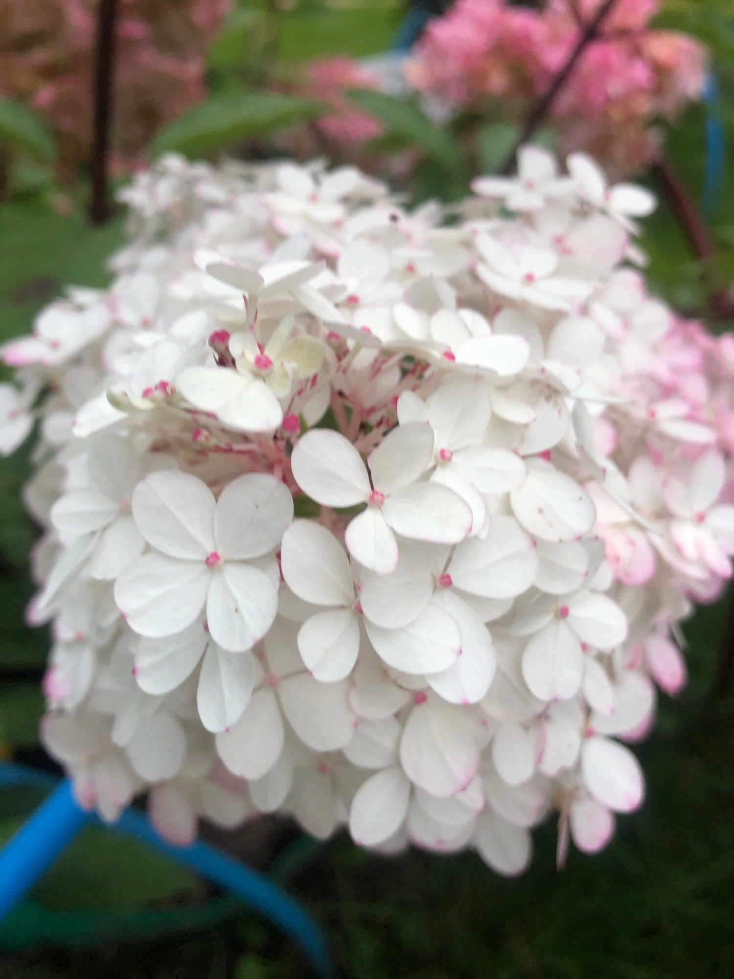 The image shows a close-up, slightly out-of-focus view of a large cluster of white hydrangea flowers. The individual flowers have four petals and a pink center. Some of the petals have a delicate pink blush along their edges. In the background, there are blurred pink flowers, green foliage, and a dark, indistinct area that could be soil or other plants. A bright blue hose or pipe is visible in the lower left corner of the image. The overall impression is of a garden setting. There is no indication of the city of Arfa, Russia, in the image.