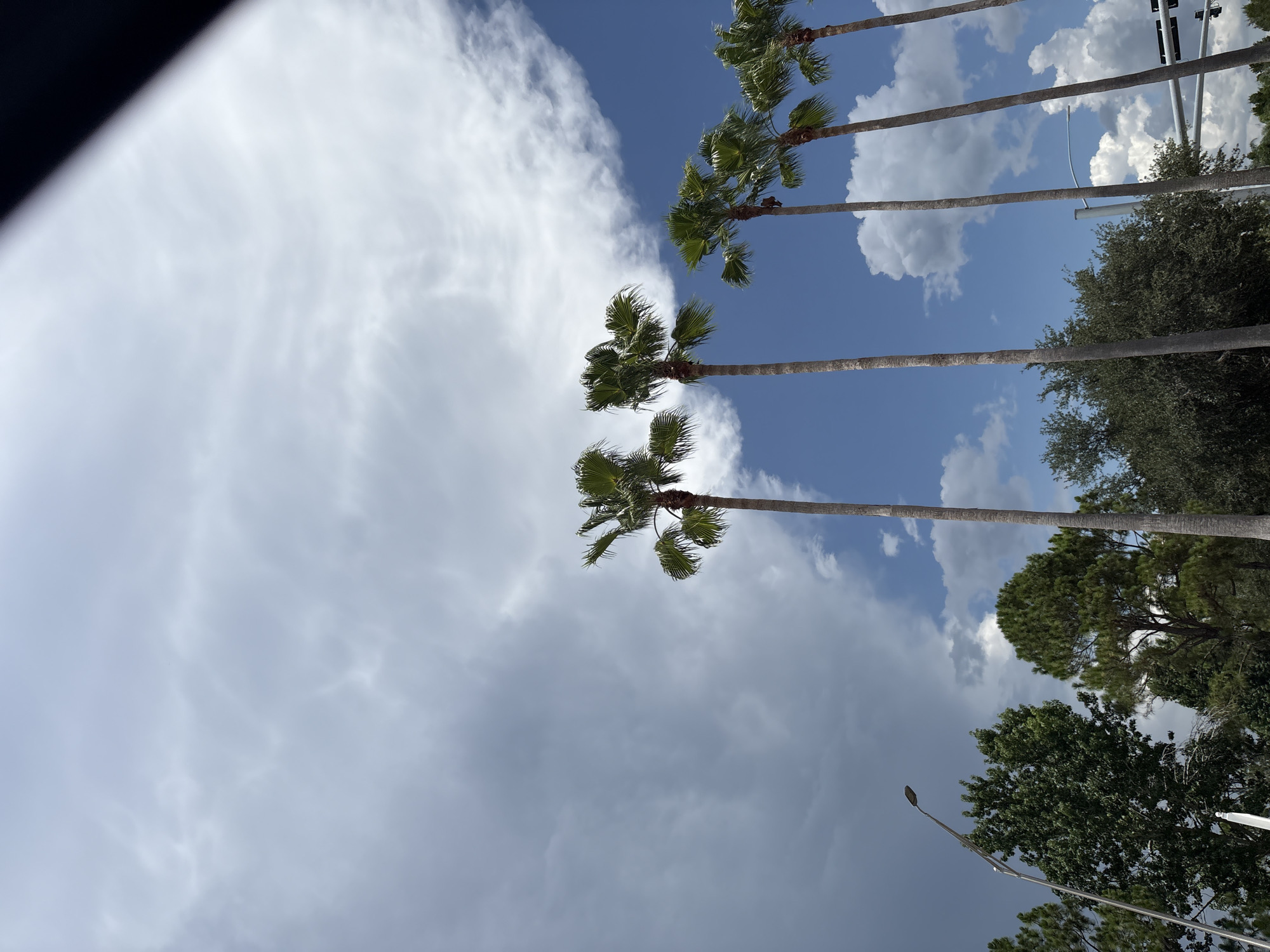 A low-angle shot captures a row of tall palm trees against a dramatic sky. The sky is a mix of dark, ominous storm clouds on the left and bright blue with fluffy white clouds on the right, suggesting a transition in weather. The palm trees, with their slender trunks and leafy fronds, are silhouetted against this dynamic sky. In the foreground, other trees and a lamppost are visible, indicating an outdoor urban or suburban setting. The overall impression is one of natural beauty and the power of weather.