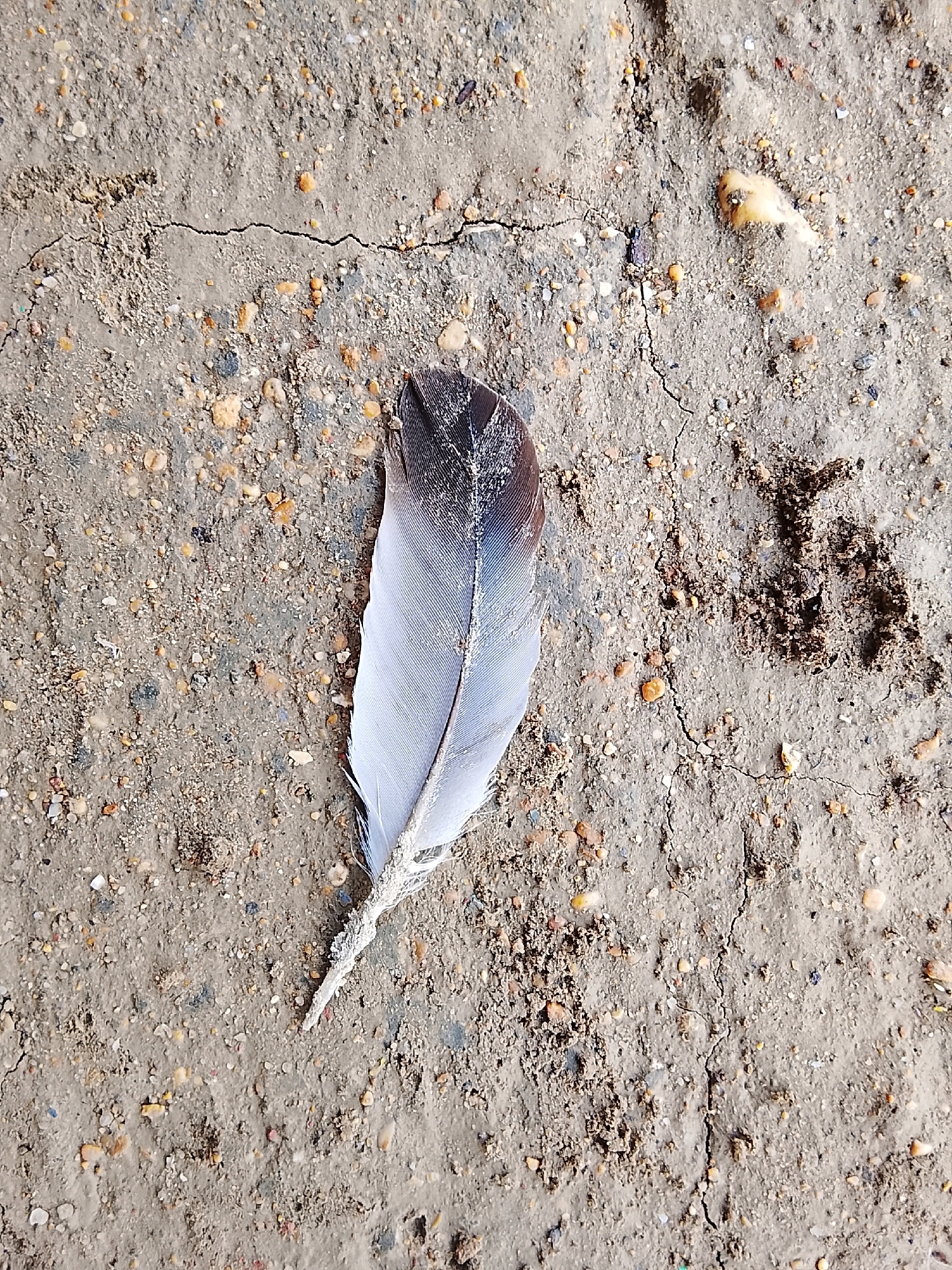 A single bird feather, predominantly white with black markings near the quill, lies on dry, cracked, greyish-brown soil speckled with small pebbles and sand. The feather is positioned in the center of the frame, angled slightly upwards. The surrounding environment appears to be an outdoor, unpaved area, consistent with a location in Pataar Goth, Pakistan. No people or other objects are visible in the immediate vicinity.