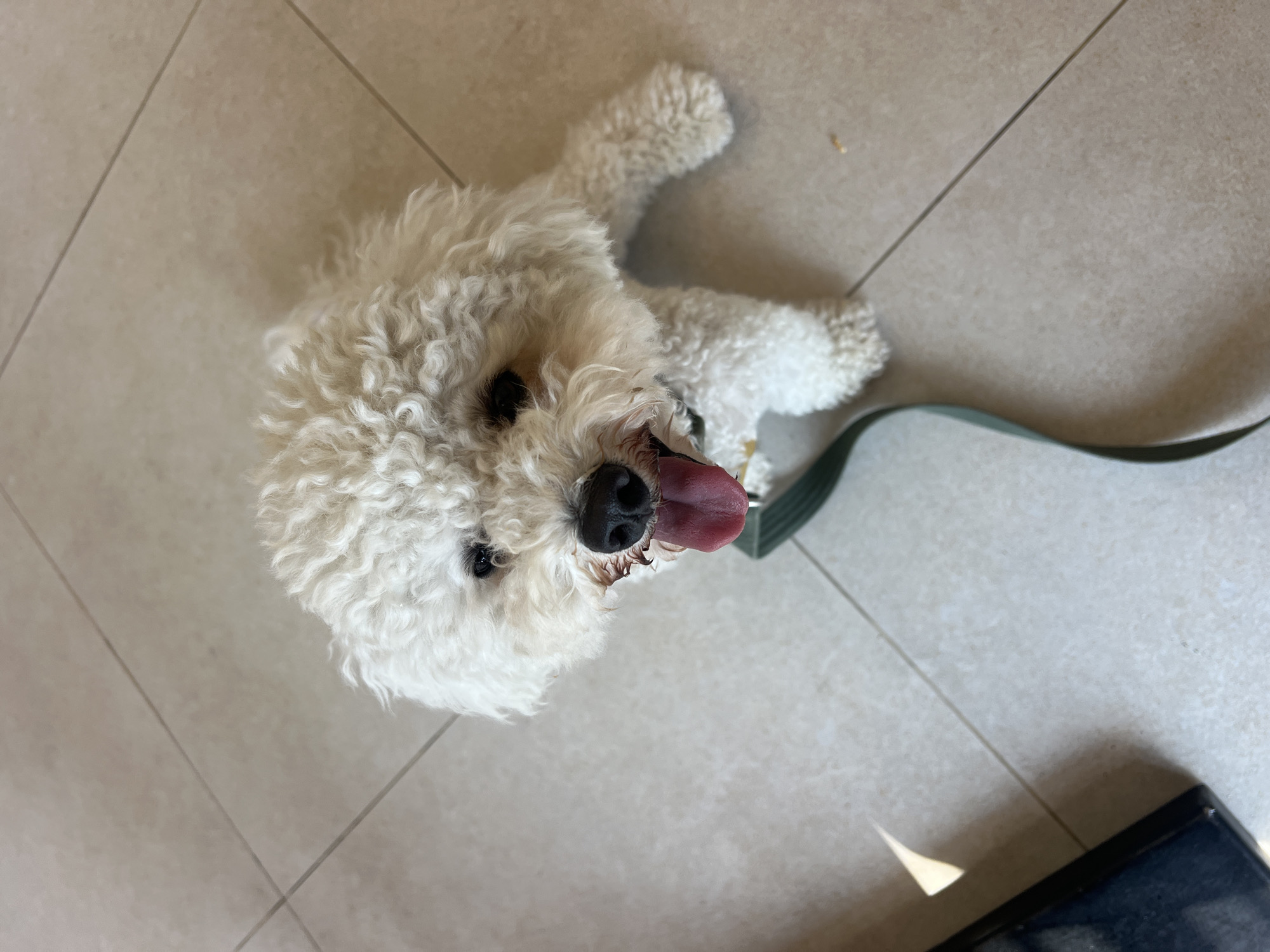 A high-angle, medium shot captures a Bichon Frise dog panting with its tongue out while sitting on a tiled floor. The dog's fur is curly and white, and it is wearing a dark green leash. The floor is composed of square, beige tiles. To the left of the dog, a dark, rectangular object, possibly a tablet or book, is partially visible, with a strip of bright light reflecting off its surface. The background is dominated by the tiled floor, which shows faint grout lines. The image appears to be taken indoors, as indicated by the lighting and floor type. The location of Mengwi, Indonesia is not discernable from the visual elements present in the image.