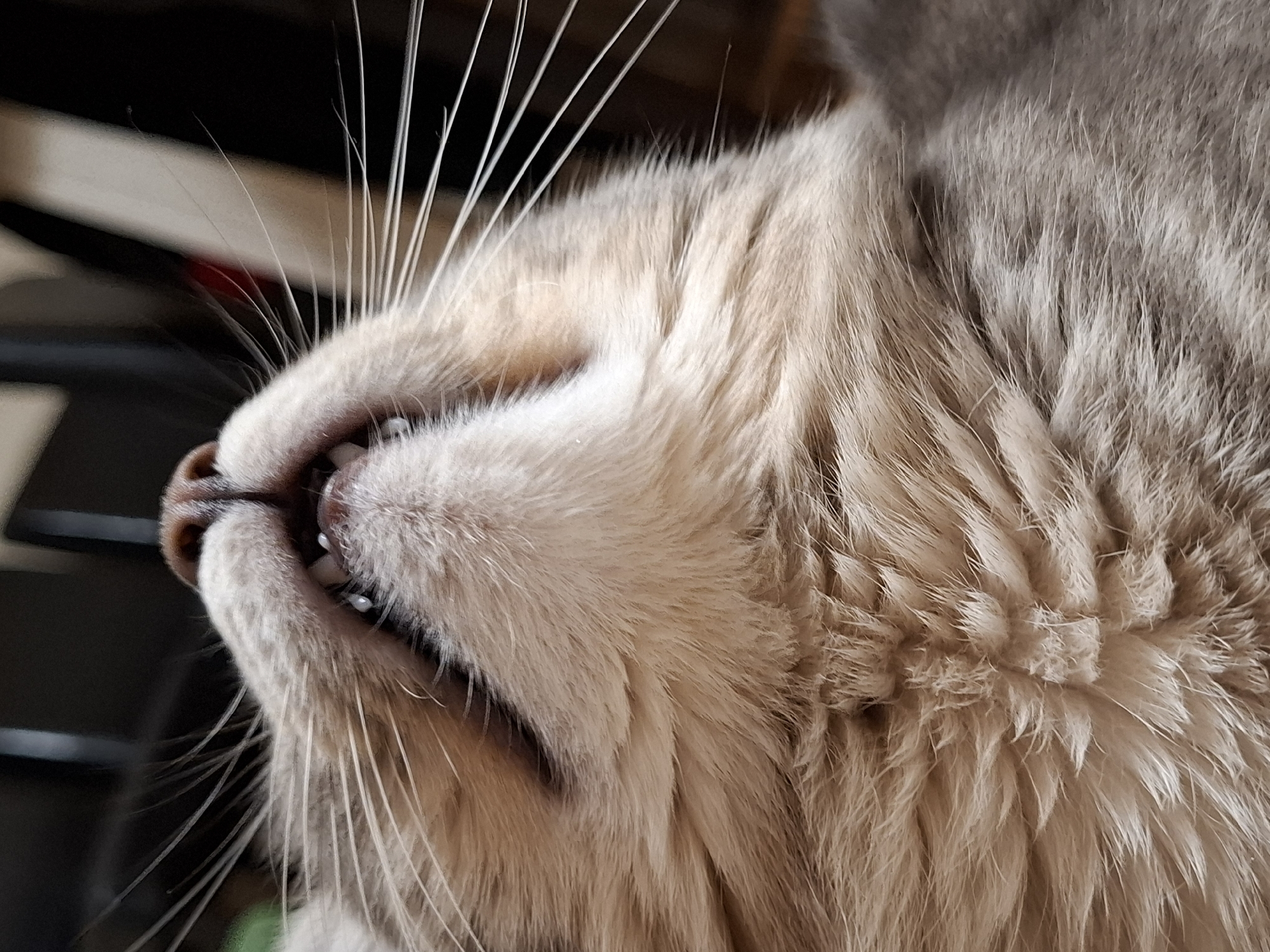 A close-up shot depicts the upside-down face of a domestic cat, showcasing its teeth, whiskers, and fur. The cat's fur appears to be a mix of grey and beige tones. The background is blurry, obscuring the location. There is no information regarding the city of Novi Sad, Serbia.