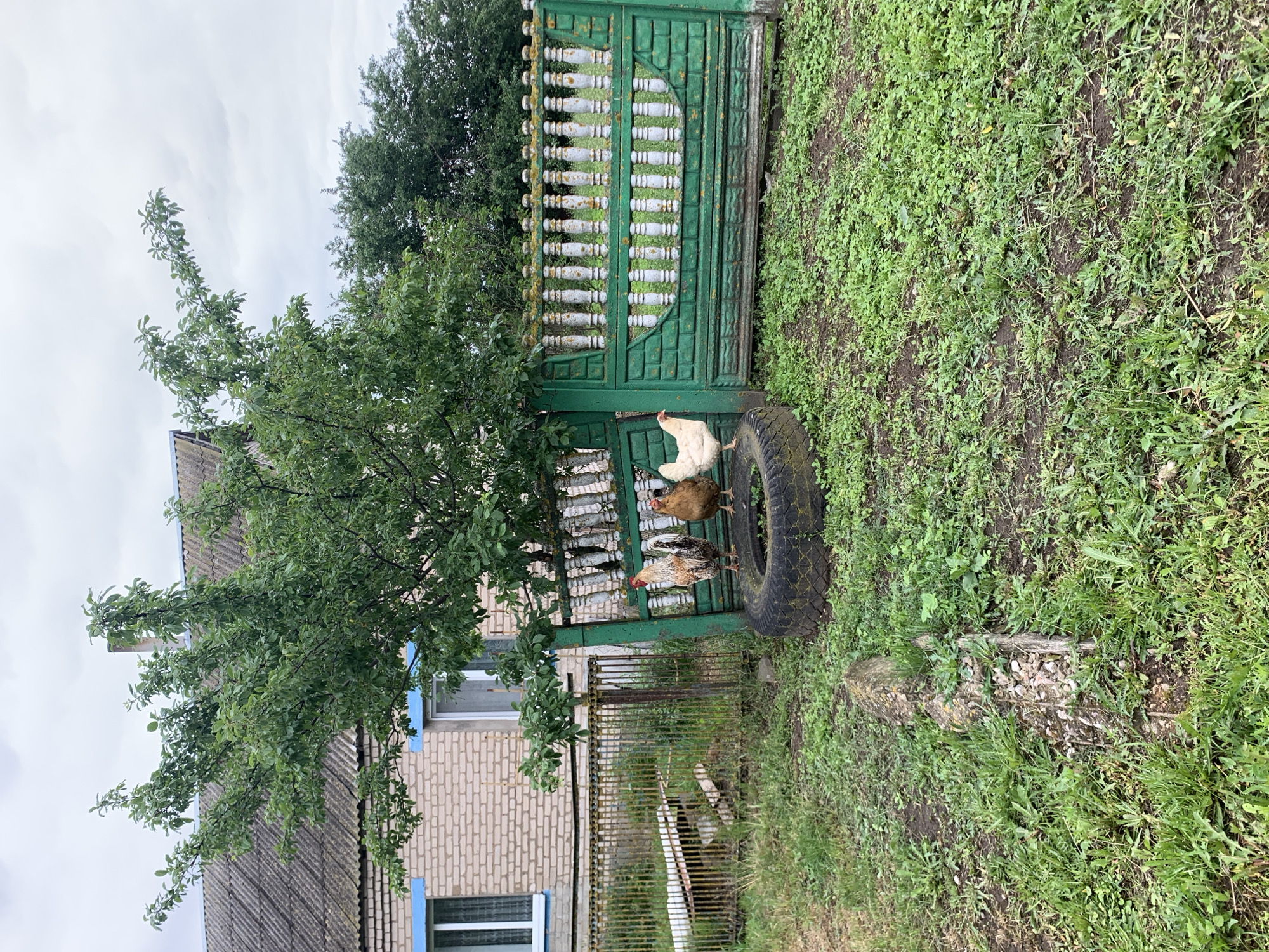In Блеўчыцкі сельскі Савет, Belarus, on a cloudy day, three chickens stand on an old tire in a grassy yard. A green fence with white decorative posts separates the yard from a brick house with a grey roof. A mature tree with green leaves grows in front of the house, its branches extending over the fence. The yard is covered in grass and dirt, with some scattered debris.