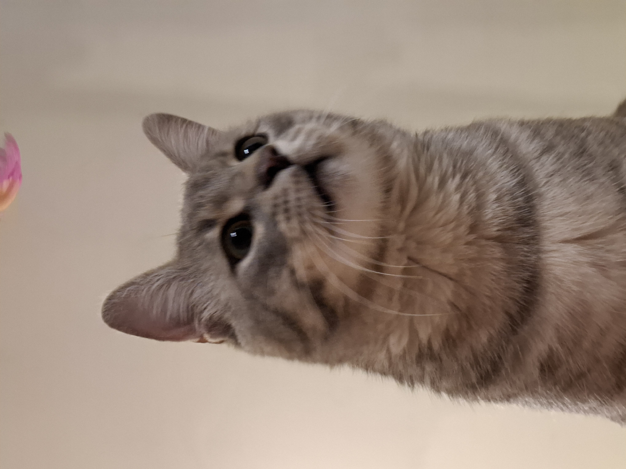A domestic cat, primarily gray with tabby markings, is captured from a low angle, looking upwards and to the right. Its ears are pointed, and its eyes are dark with distinct reflections. A portion of a pink and orange object, possibly a toy, is visible at the top of the frame. The background is a plain, neutral-colored wall. The image does not provide any information about the location in Zemun Urban Municipality, Serbia.