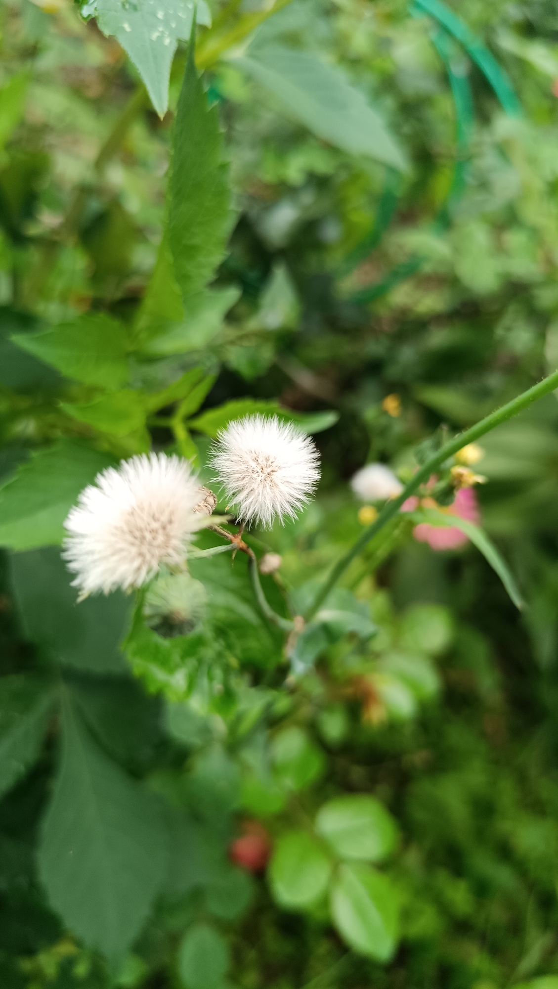The image shows two fluffy white seed heads of a plant in the foreground, with a soft focus on the background which is a blur of green foliage and some pink and red elements. There are no people or actions depicted. The scene is outdoors, likely in a garden or natural setting. There is no information in the image to indicate the location in the city of Karsha, Russia.