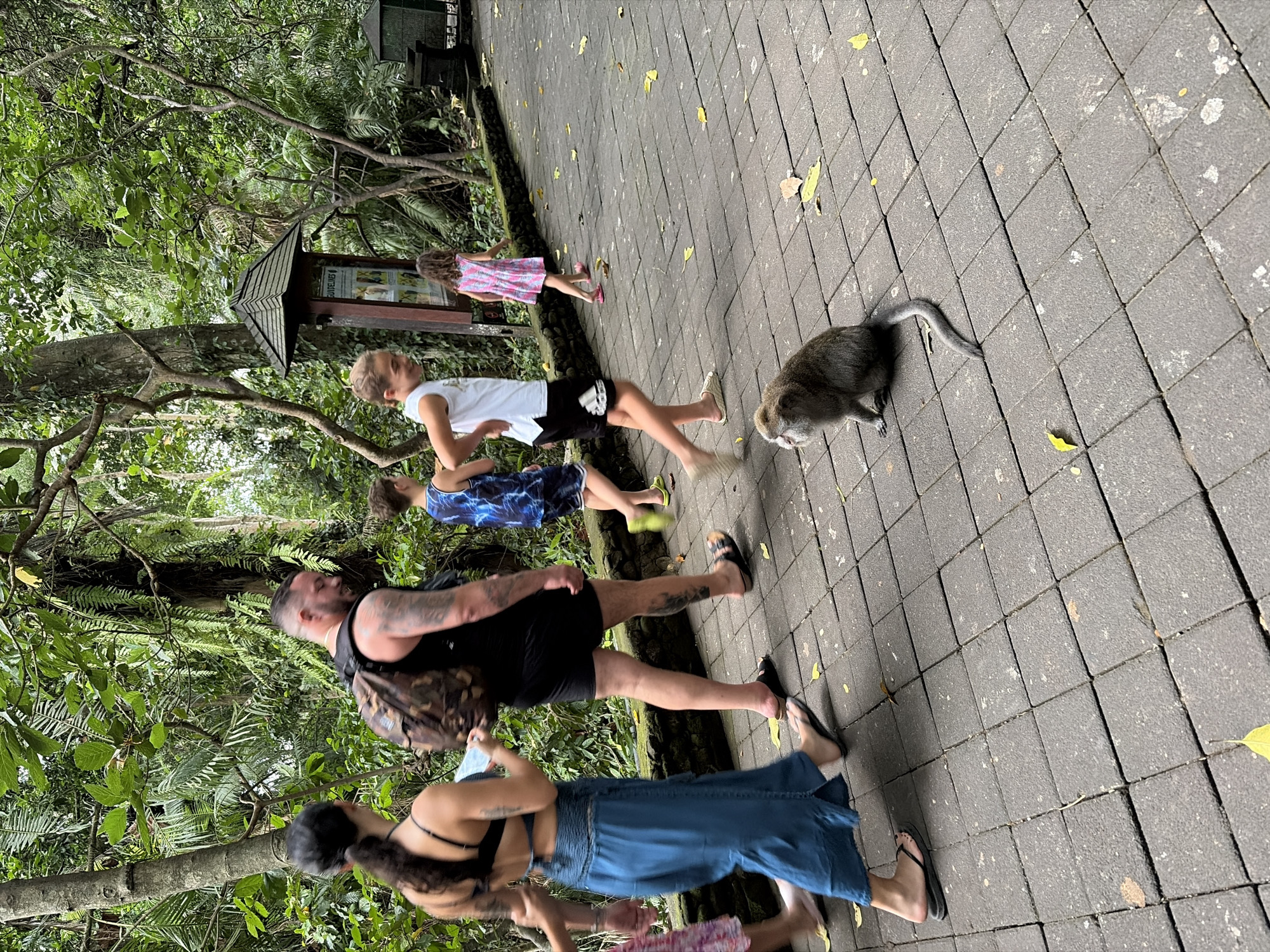 In Ubud District, Indonesia, a group of people walk along a paved pathway in a lush, green environment. A monkey sits on the pathway in the foreground, looking to the side. The individuals include a woman in a black top and blue skirt, a man with a backpack, and two children. The path is bordered by foliage and stone, with a wooden signpost visible in the background.