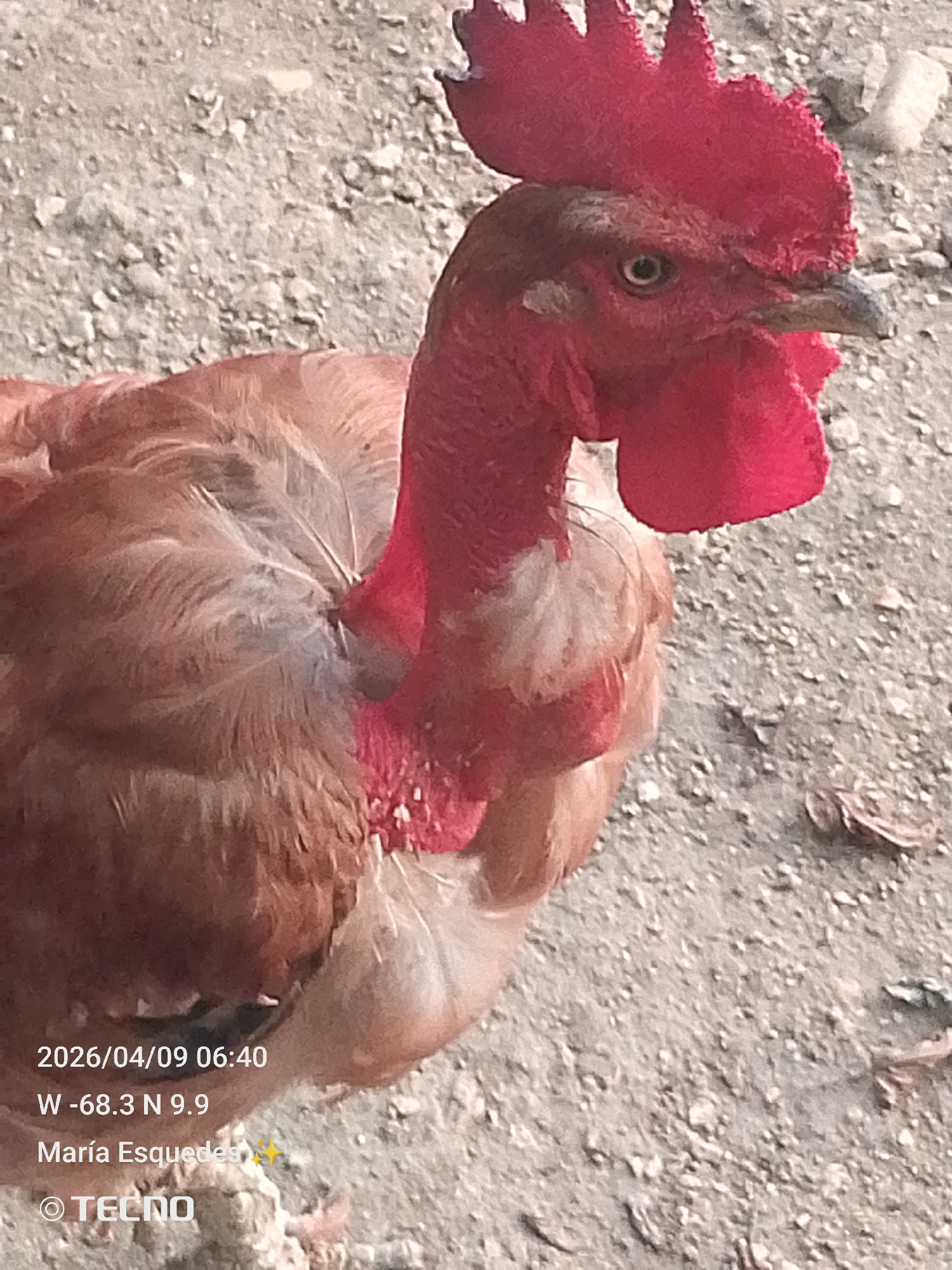 A close-up shot shows a single, domestic chicken, specifically a naked neck rooster, standing on a light gray, rocky ground. The rooster is facing slightly to the right of the frame. Its plumage is primarily light brown, with areas of bare, red skin on its neck. The comb and wattle are a vibrant red. The background is out of focus. In the lower left corner of the image, there is text that includes the date "2026/04/09 06:40" and geographical coordinates "W -68.3 N 9.9", suggesting the location is near Tinaquillo, Venezuela. The text also includes the name "María Esqueda" and the branding "@TECNO", indicating the device or person associated with capturing the image.