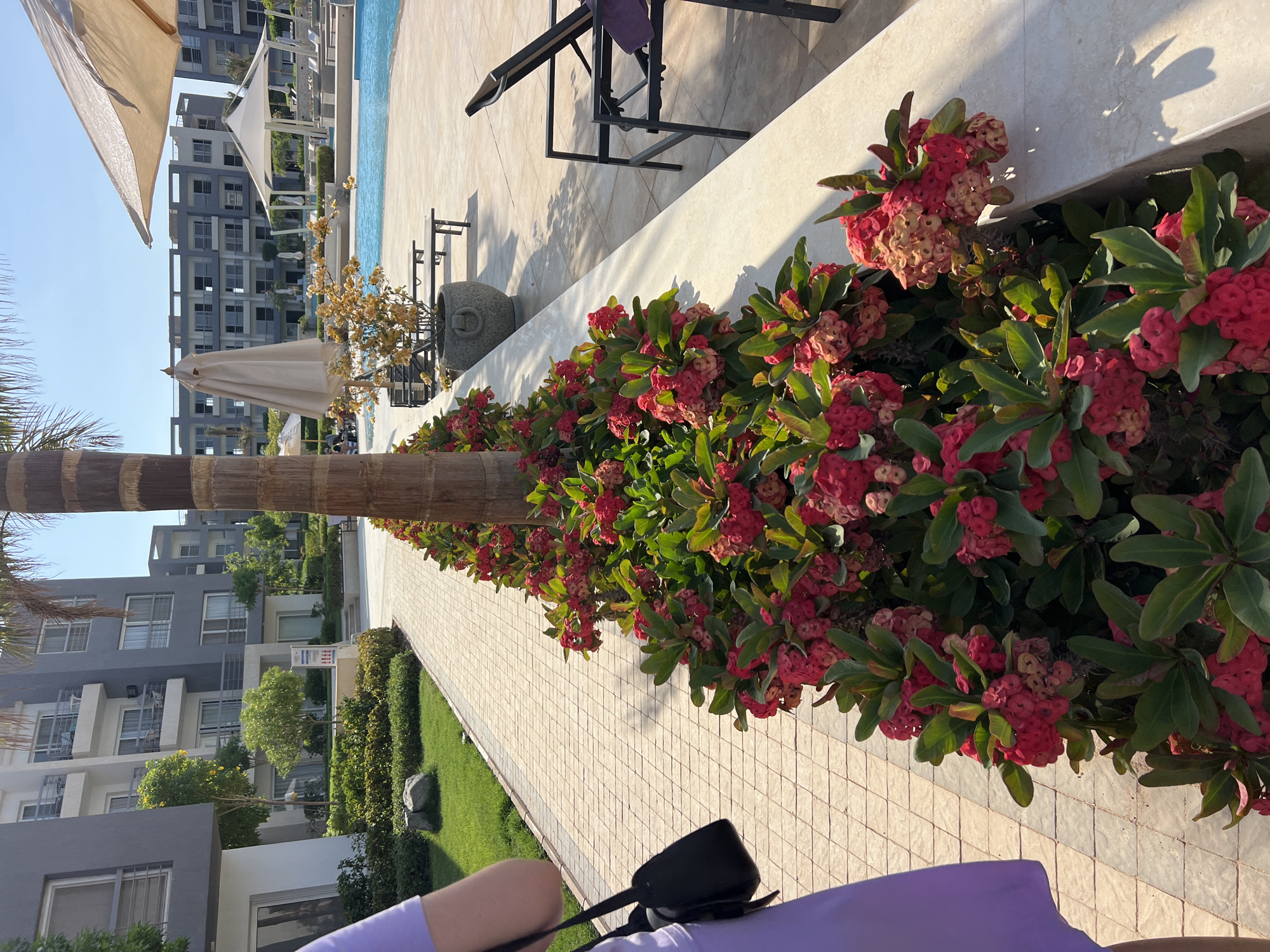 The image depicts a sunlit outdoor scene at a resort, likely in a coastal city in Egypt, given the architectural style and vegetation. In the foreground, a person wearing a lavender dress is partially visible on the left, carrying a black shoulder bag. The path beside them is paved with light-colored square tiles. A prominent row of flowering plants with vibrant red and pink clusters lines the path, separated by a palm tree trunk. Beyond the flowers, a cream-colored wall or planter box runs along the edge of a patio area.
The patio features lounge chairs with dark metal frames, one with a purple towel draped over it. Further back, a swimming pool with bright blue water is visible, bordered by more lounge chairs and umbrellas, including a large white canopy structure. In the background, multi-story buildings with balconies and modern grey and white facades suggest hotel or apartment accommodations. The sky is clear and blue, indicating good weather. The overall impression is a well-maintained resort environment, possibly in a tourist area like Hurghada or Sharm El Sheikh, known for their resorts and proximity to the Red Sea.