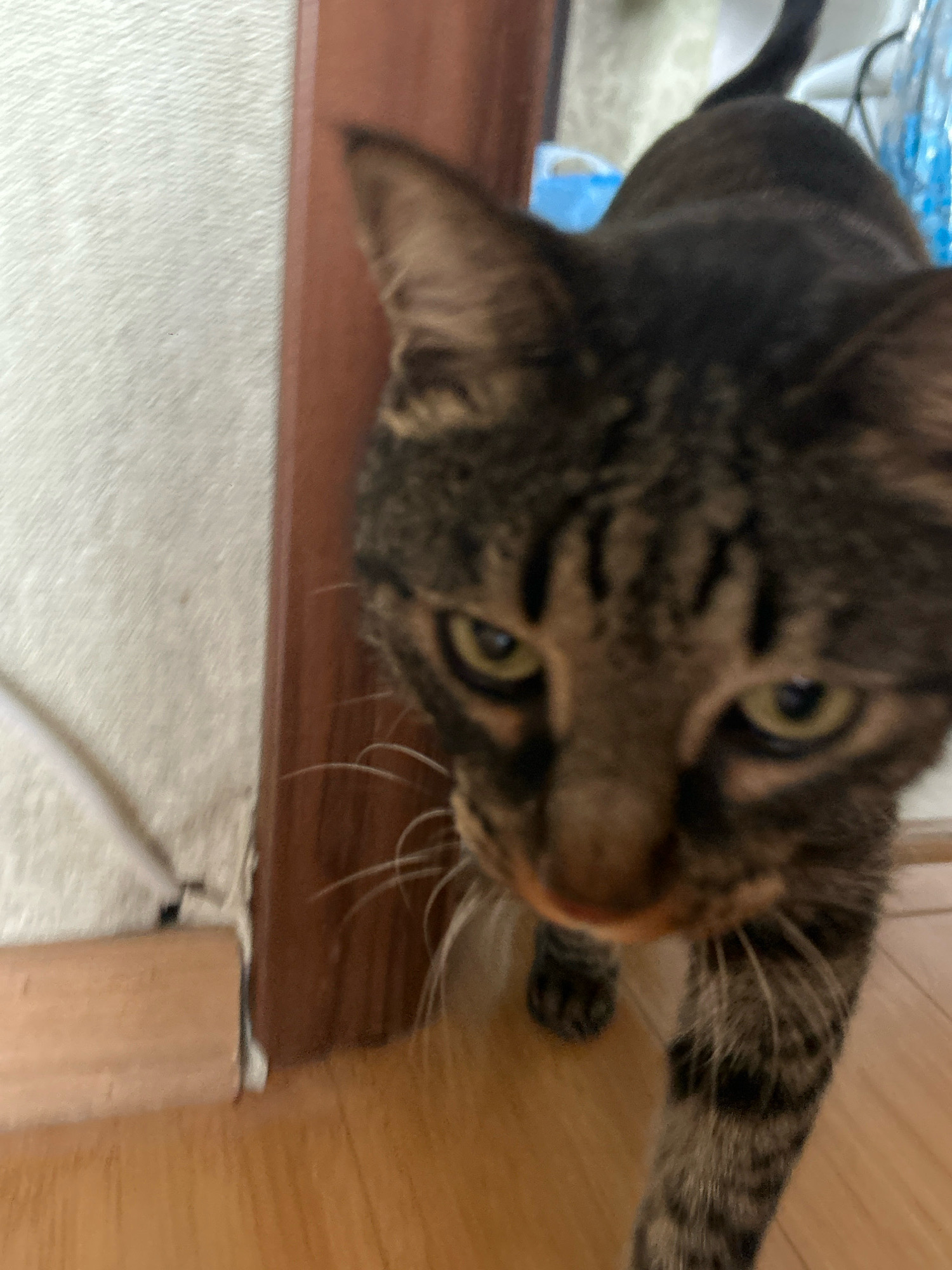 The image shows a close-up of a tabby cat with a brown and black striped coat. The cat is walking on a wooden floor towards the camera, which is positioned low to the ground. Its face is the primary focus, with its eyes open and looking forward. The cat's whiskers are visible and spread out. Behind the cat, there is a wall with a textured surface, a wooden door frame, and a hint of a blue object in the background, possibly a plastic bag. The overall environment appears to be indoors, with natural lighting. The image does not provide any specific information about the city of Khyrdalan, Azerbaijan.
