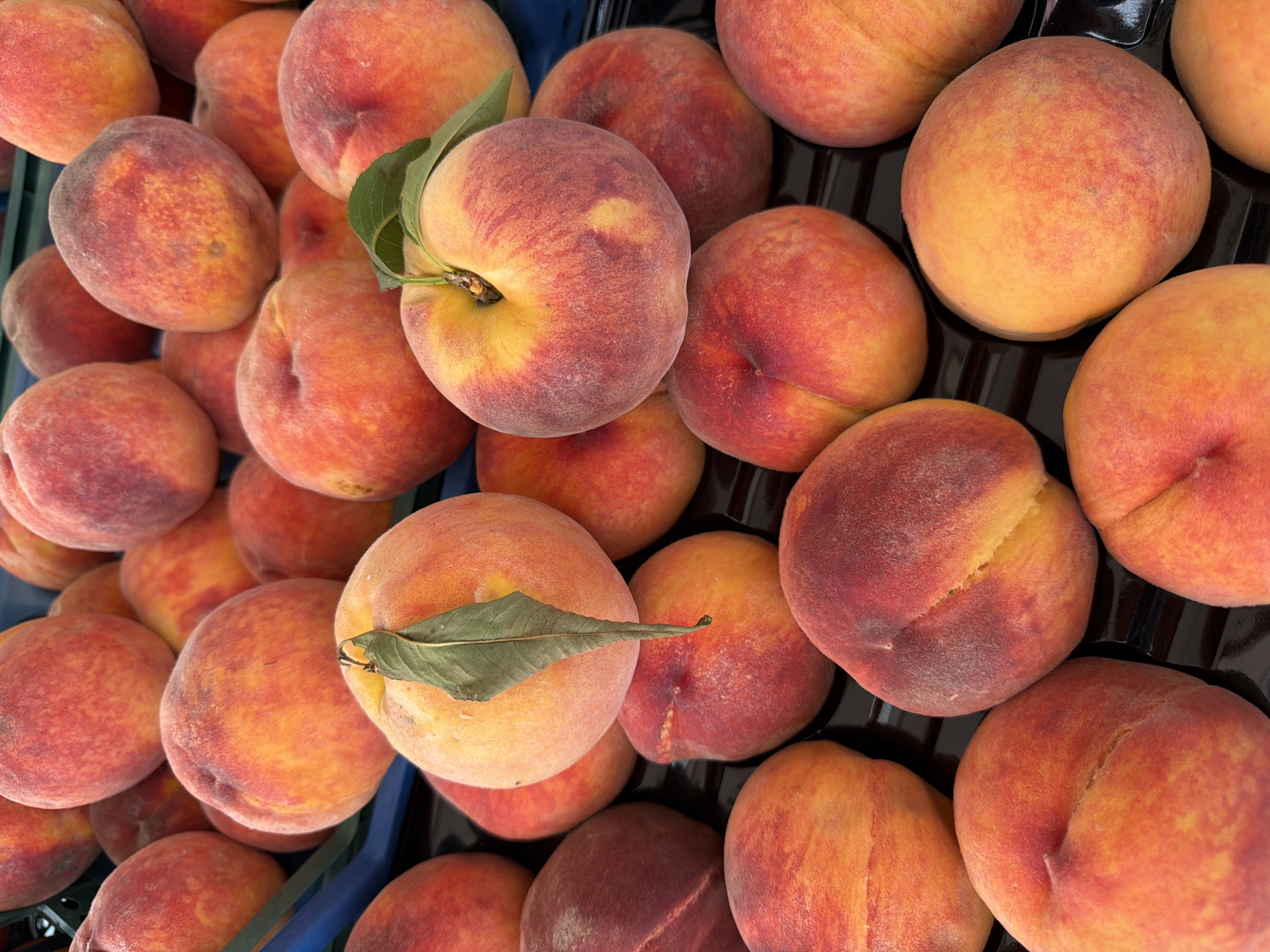 A close-up, overhead view of a large pile of ripe peaches filling a dark plastic container. The peaches vary in color, with shades of yellow, orange, and red. Some have a fuzzy texture, while others appear smoother. A few peaches have green leaves attached. The background is blurred, with a hint of a blue tarp at the top left. The image appears to have been taken at a market or fruit stand, possibly in the city of Kemer, Turkey, given the typical produce sold in the region.