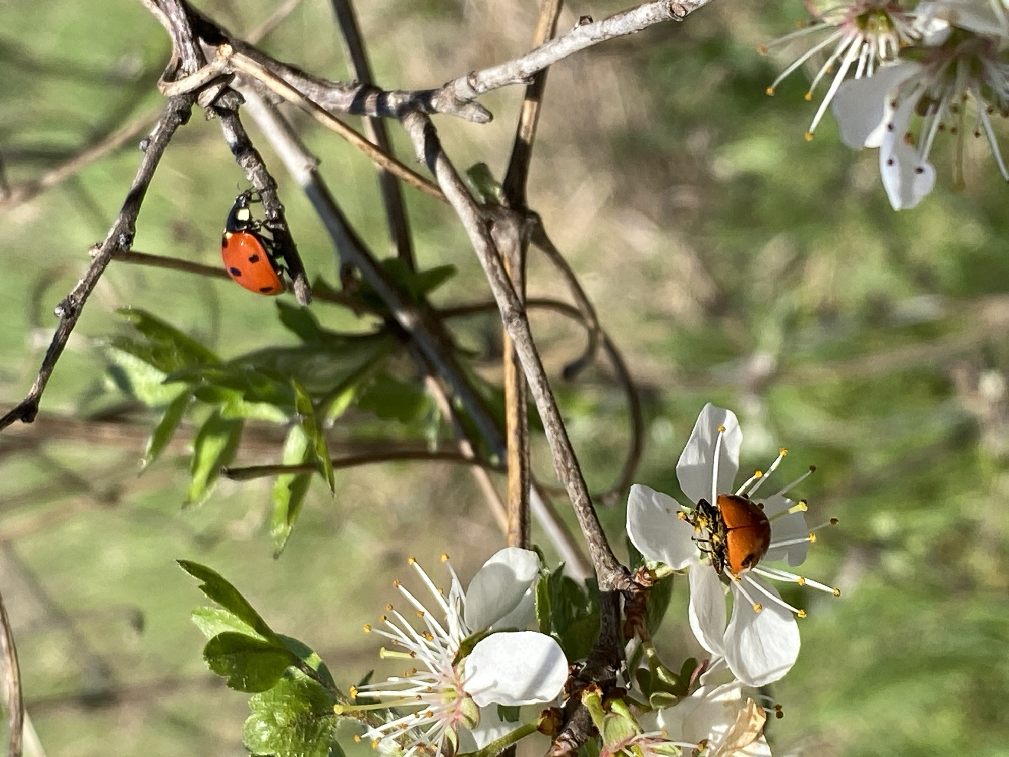 Two ladybugs are visible among blossoming branches. One ladybug, orange with black spots, hangs upside down from a thin branch. The other, which appears orange, is positioned on a white flower. The background is a soft blur of green foliage. The location is likely a natural area rather than within the city itself, although could be within a park in Pleven, Bulgaria.