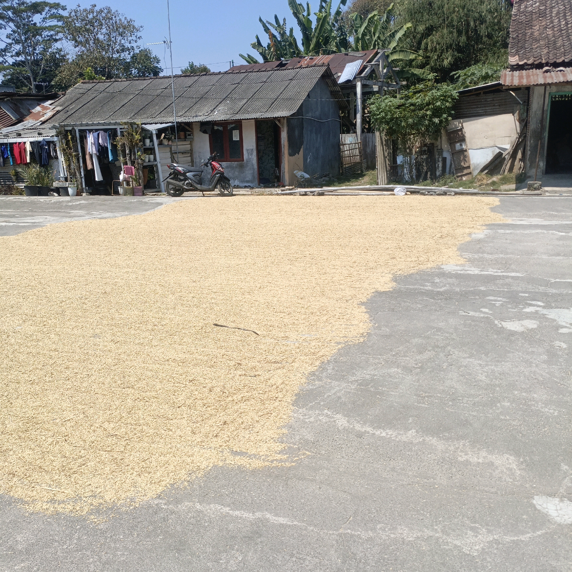This image depicts an outdoor scene in Salatiga, Indonesia, likely a residential area. A large expanse of light brown material, appearing to be dried grain or seeds, covers a significant portion of the paved ground in the foreground. The material is spread out thinly, suggesting it is being sun-dried.
In the background, there are several simple, modest structures with corrugated metal and tiled roofs, typical of many Indonesian homes. Laundry is hanging on a line in front of one of the buildings, indicating domestic activity. A red and black motorcycle is parked near one of the structures. Lush green trees and banana plants are visible behind the buildings, under a clear blue sky. The overall environment suggests a sunny day, conducive to drying agricultural produce. There are no people visible in the image.
