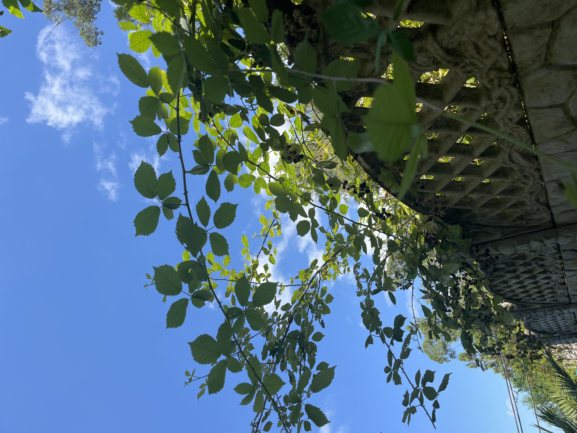 The image captures a close-up view of blackberry branches with green leaves and ripening dark berries, hanging over a decorative stone fence. The fence appears weathered and is constructed from interlocking diamond-shaped patterns and decorative carvings at the top. In the background, a clear blue sky with scattered white clouds is visible, along with the tops of trees and palm fronds to the left. Electrical wires are also present in the lower left portion of the frame. The scene suggests an outdoor setting, likely a garden or yard, with elements of nature intertwining with man-made structures. The lighting indicates it is daytime. This scene is located in Ureki, Georgia.