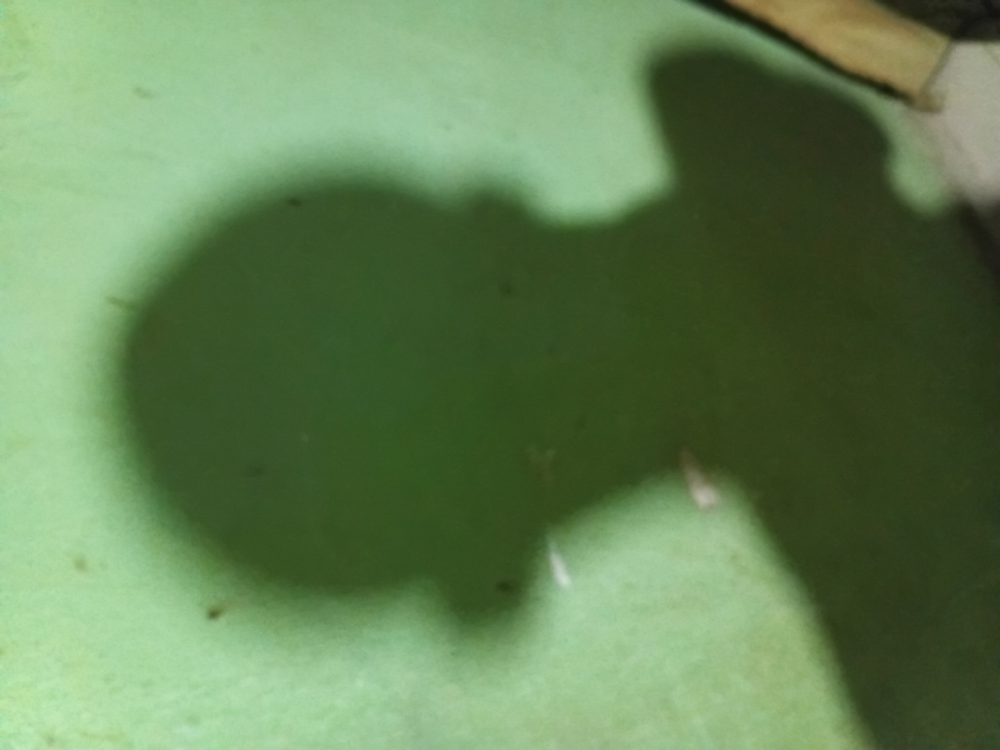 The image shows a shadowy silhouette of a person's head and upper body cast against a textured, pale green wall. The shadow is dark and indistinct, with the shape suggesting a profile view, possibly facing left. Small, light-colored specks are visible on the wall, some appearing within the shadow and others on the illuminated areas. The lighting appears to be coming from the right, casting the shadow to the left. The environment suggests an indoor setting, with the wall potentially being a painted surface. No specific details of the person or their actions can be discerned due to the nature of the shadow. The location is identified as Nkpor, Nigeria.