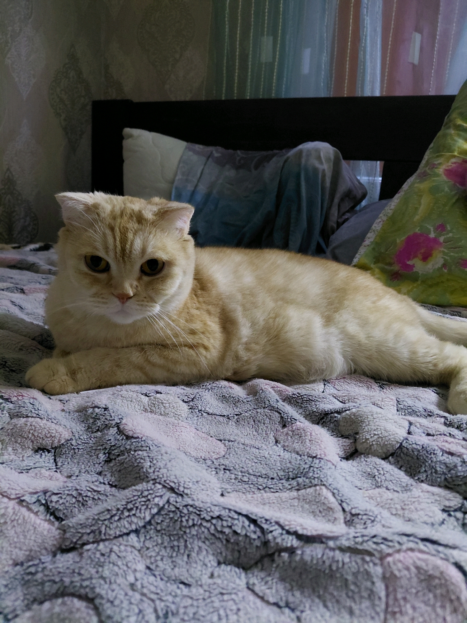 A light orange tabby cat with folded ears is lying on a textured gray and pink blanket on a bed. The cat is facing the camera, with its paws tucked beneath its chest. In the background, there is a dark headboard, a pillow, and curtains with vertical stripes of various colors.