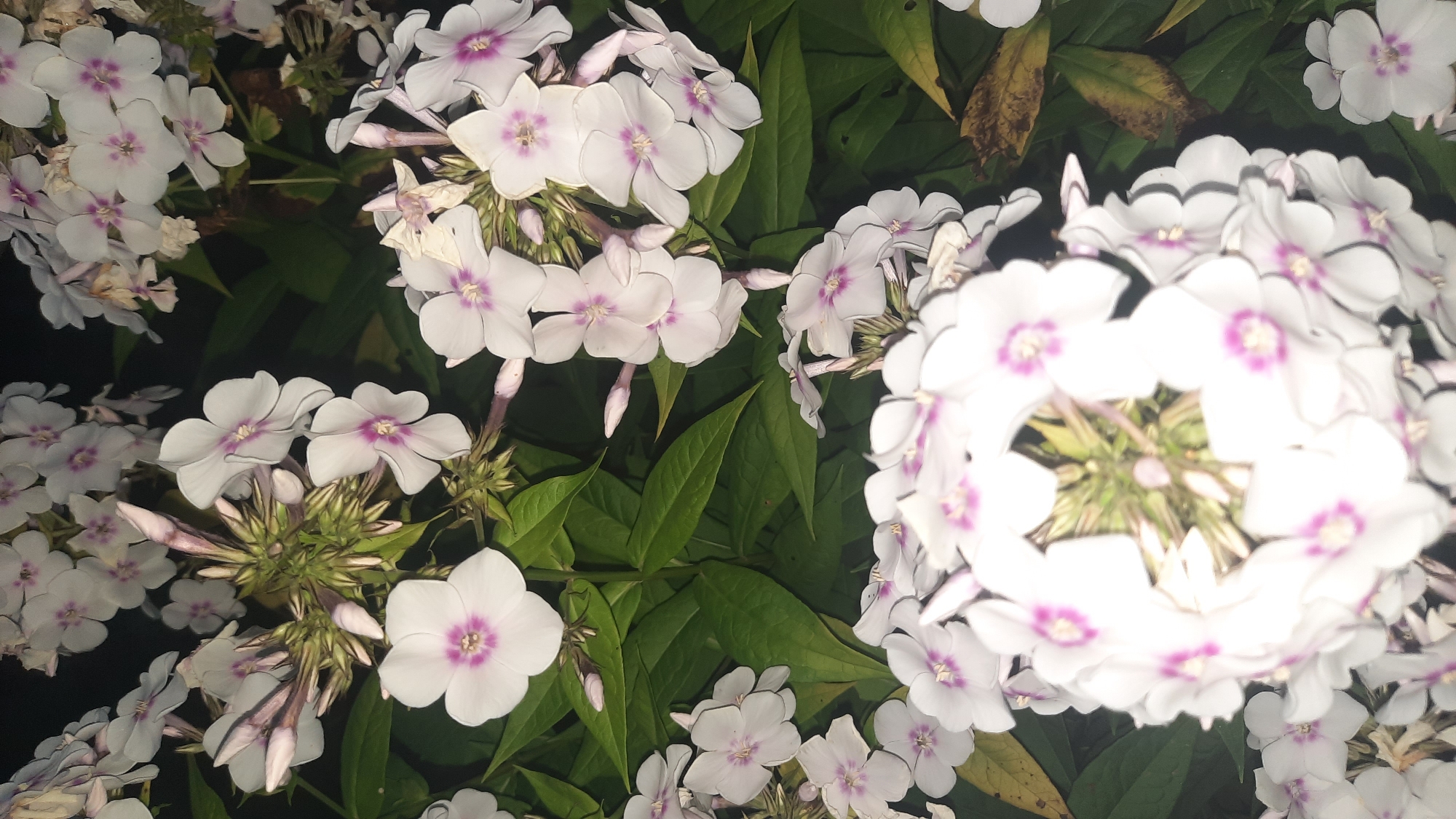 A low-angle shot captures a cluster of white phlox flowers with pink centers and green leaves against a dark background. The flowers are in various stages of bloom, with some fully open and others still as buds. The image is slightly out of focus, with the flowers in the foreground being particularly blurred. There are no people or buildings visible in the scene. The location in Shklov, Belarus is not specified in the image.