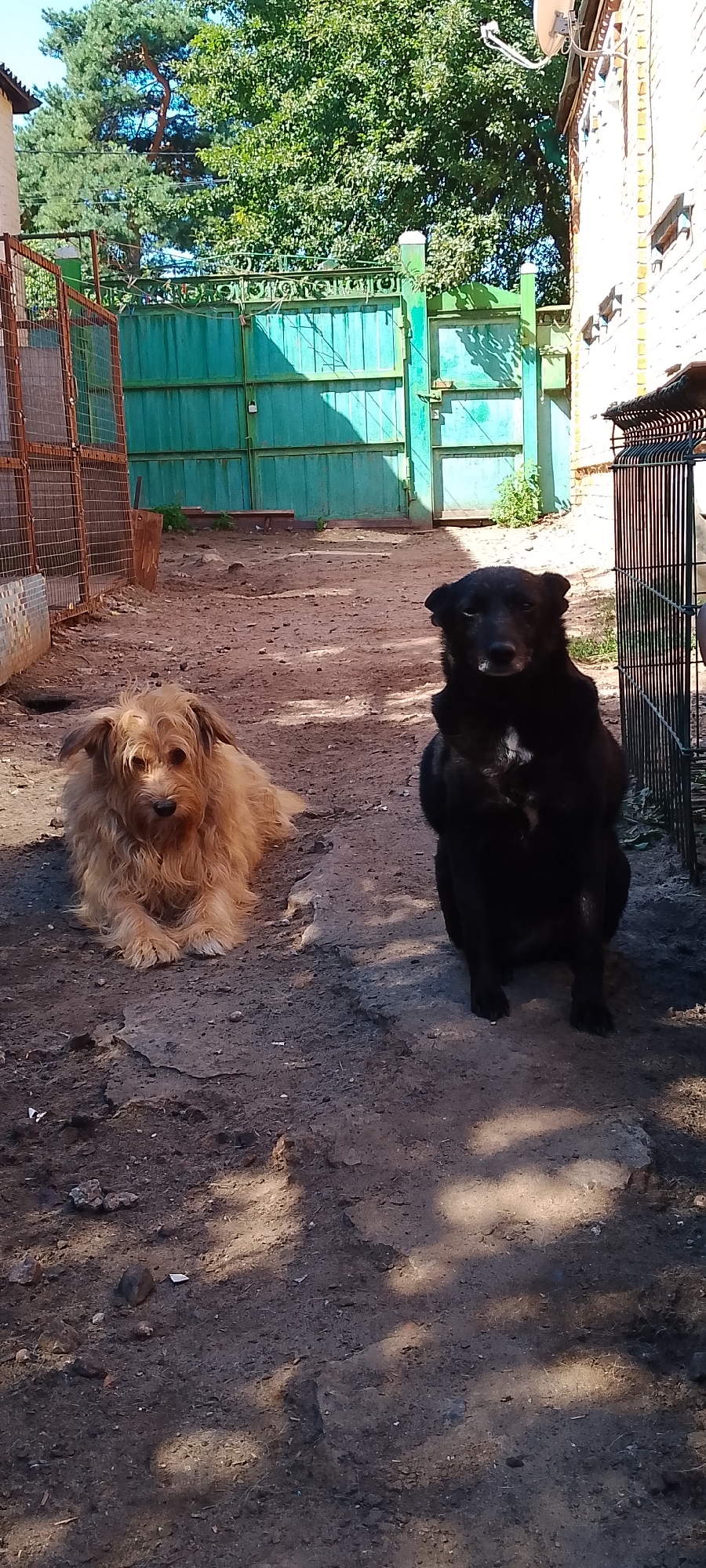 This is an outdoor, eye-level, medium shot photograph of two dogs in what appears to be a backyard or an enclosed area. On the left, a shaggy, light brown dog is lying down, facing forward with its front paws crossed. On the right, a black dog is sitting upright, also facing forward, with a small patch of white fur on its chest.
The dogs are positioned on a rough, dirt ground with patches of concrete or pavement. Behind them, a large, teal-colored metal gate with ornate decorative elements is visible. To the left of the gate, there is a wire fence enclosure. To the right of the gate, a brick building with windows and a satellite dish on the roof can be seen. The background is filled with lush green trees and a bright blue sky. The lighting suggests it is daytime, with shadows cast on the ground, indicating sunlight filtering through the trees. The overall environment appears somewhat unkempt, suggesting a functional or working outdoor space rather than a manicured garden.
Without further information, it is not possible to definitively determine the specific location within the city of Belgorod, Russia.
