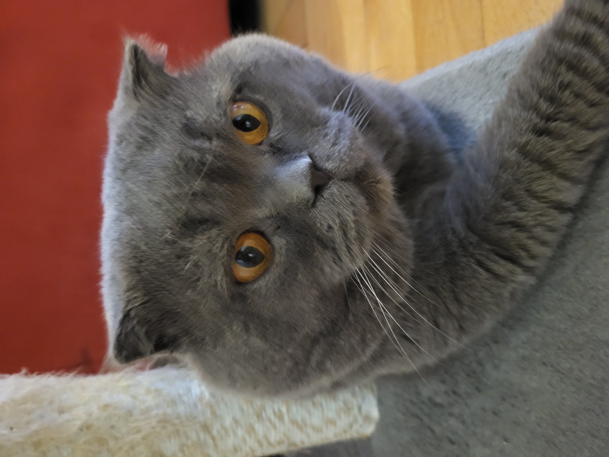 A gray cat with amber eyes is lying on its side, its head resting on a white, fuzzy surface. The cat's face is turned towards the camera, with its ears folded down. The background includes a red wall and a wooden surface. The location is Unknown, Unknown.