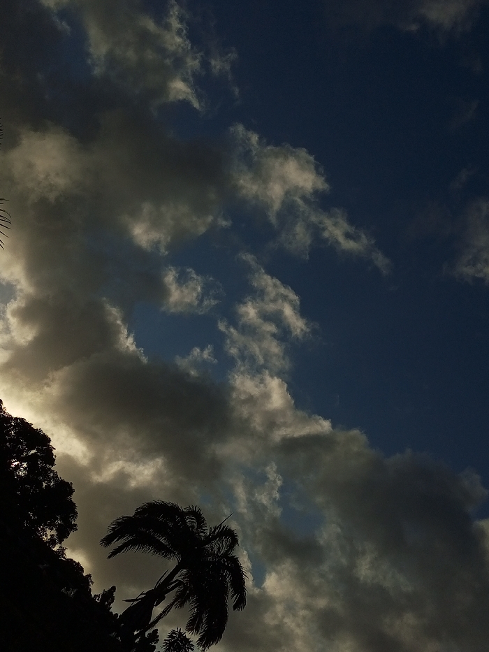 A dramatic sky dominates, with gray and white clouds contrasting against deep blue patches. Silhouetted trees, including a prominent palm tree, frame the bottom left corner. The image captures a moment of contrasting light and shadow, creating a sense of depth and atmosphere. The angle suggests looking upwards, emphasizing the vastness of the sky.