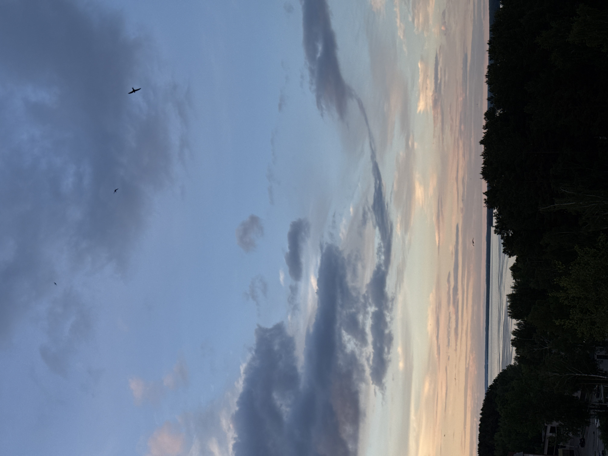 The image shows a view of the sky at dusk in Chaikovsky, Russia, looking east towards the Kama River. The sky is filled with a mix of blue and gray clouds, tinged with pink and orange hues from the setting sun. Silhouetted birds are visible in the sky. The right side of the image shows the dark outline of trees along the riverbank. The Kama River itself is a narrow band of water reflecting the fading light. The image is oriented vertically.