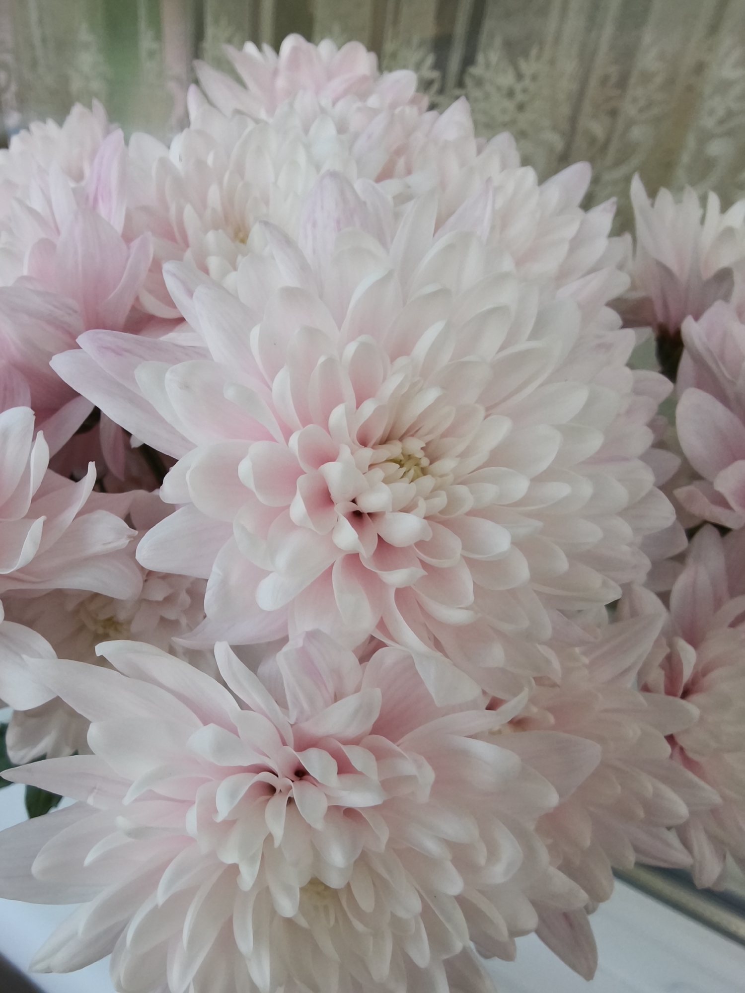 The image presents a close-up, soft-focus view of a vibrant bouquet of light pink and white flowers, most likely chrysanthemums. The flowers dominate the frame, showcasing their numerous delicate petals, which gradually transition from pure white at the edges to a soft blush pink towards their centers. The central flower in the foreground is particularly prominent, revealing a small, light yellow core nestled within its densely packed petals.
The flowers are arranged tightly together, creating a lush, full composition with varying shades of pink and white. Some petals exhibit faint pink streaks or tinges, adding to their natural beauty.
The background is softly blurred and out of focus, suggesting an indoor setting. Hints of a patterned texture, possibly a curtain or wallpaper, can be discerned behind the floral arrangement, appearing in muted tones of green and beige. The lighting is soft and diffused, indicating an indoor shot, likely during the daytime, creating a serene and gentle atmosphere. There is no activity taking place, and no discernible text is visible in the image. The overall impression is one of natural beauty and tranquility, captured in Kryvyi Rih, Ukraine.