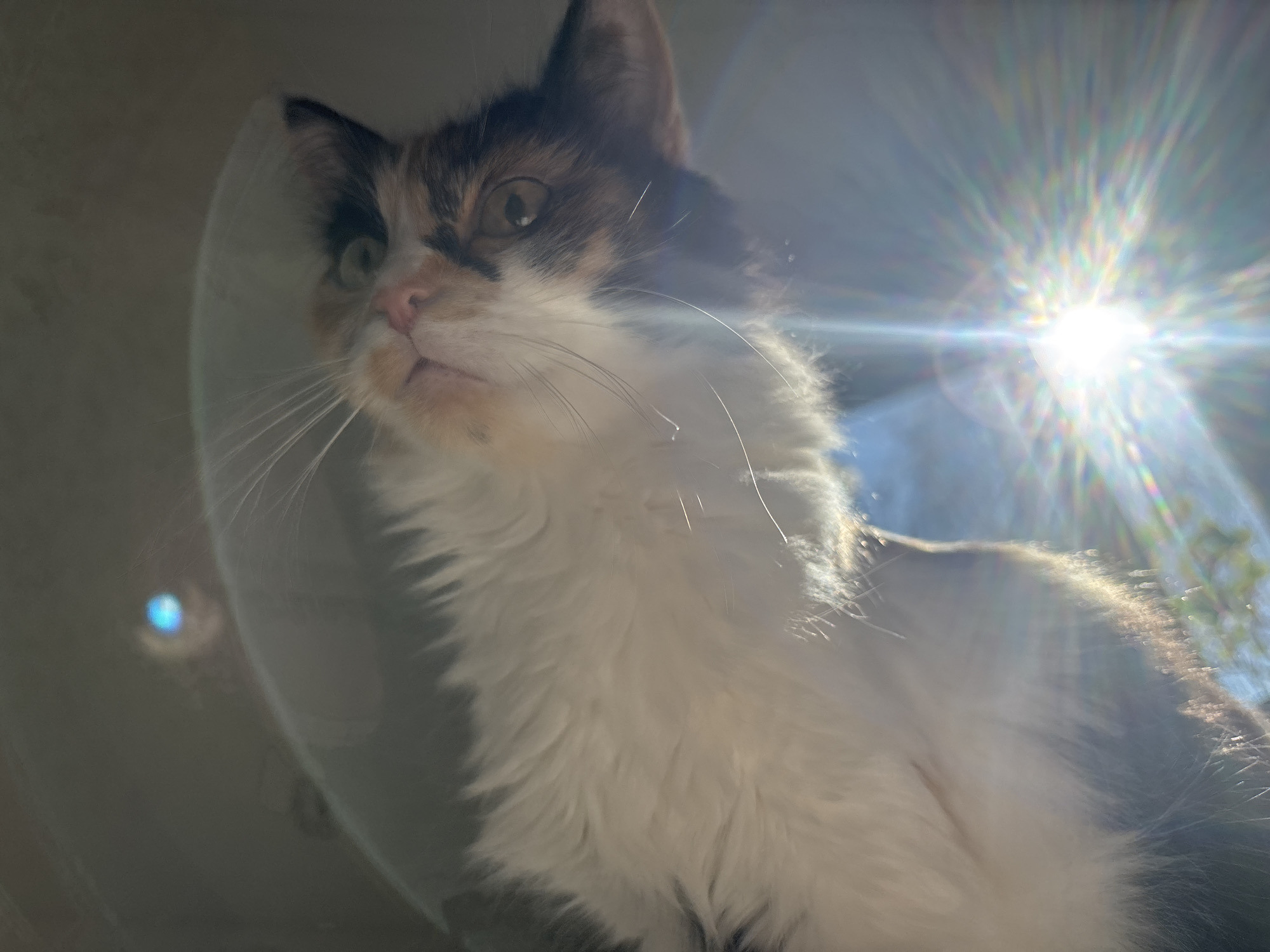 A low-angle shot depicts a calico cat with a white Elizabethan collar, set against a bright, sunny backdrop. The cat's head is tilted slightly upward. The image is likely taken indoors near a window. There is no evidence to suggest this image was taken in Chaikovsky, Russia.
