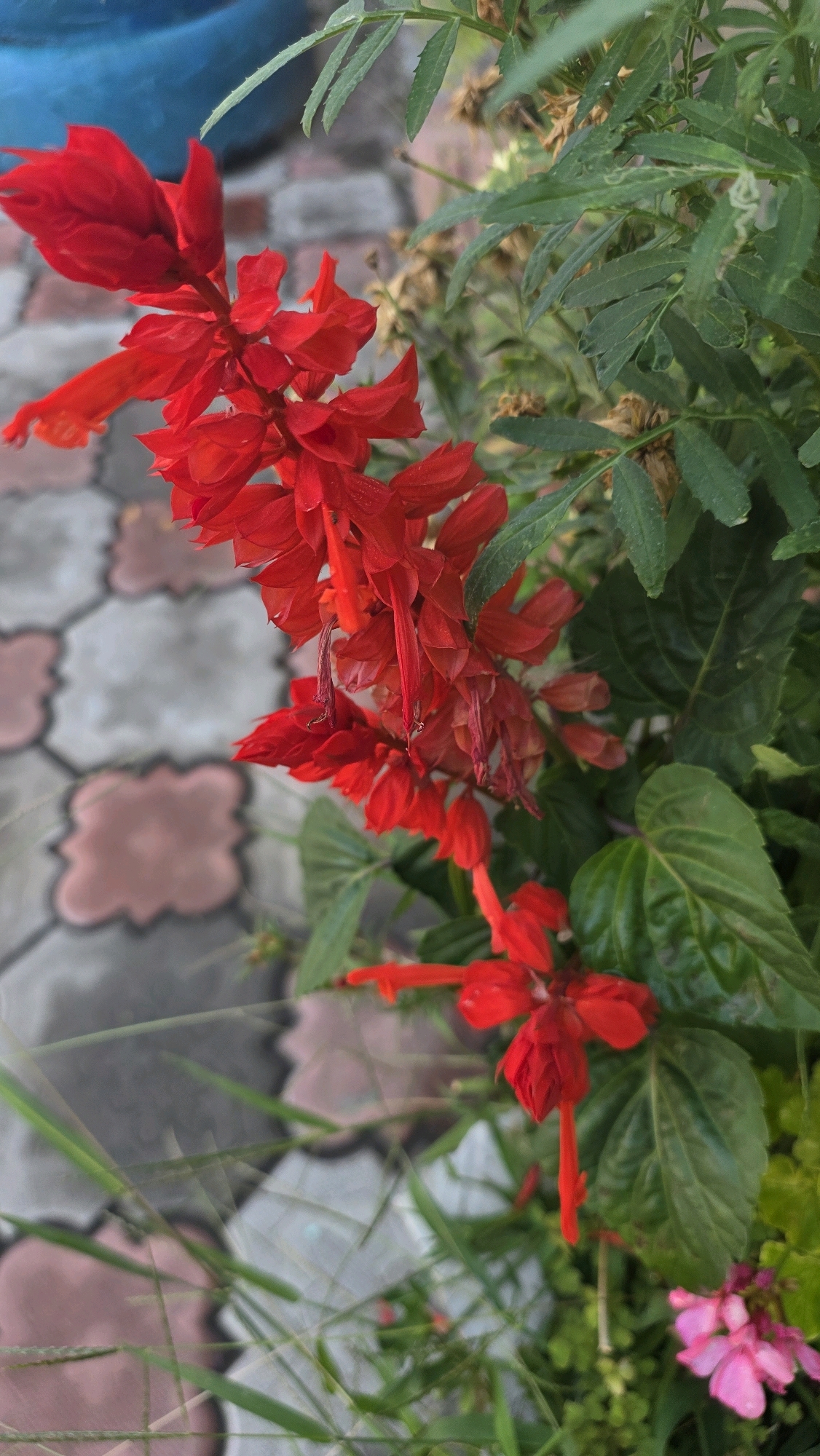 The image shows a close-up of bright red salvia flowers in a garden. The flowers are in bloom and their vibrant color stands out against the green foliage and the blurry background of patterned paving stones. A small pink flower is visible in the lower right corner. The image appears to have been taken outdoors, possibly in a residential garden or park. There are no people or animals visible in the image. The overall impression is one of natural beauty and tranquility.