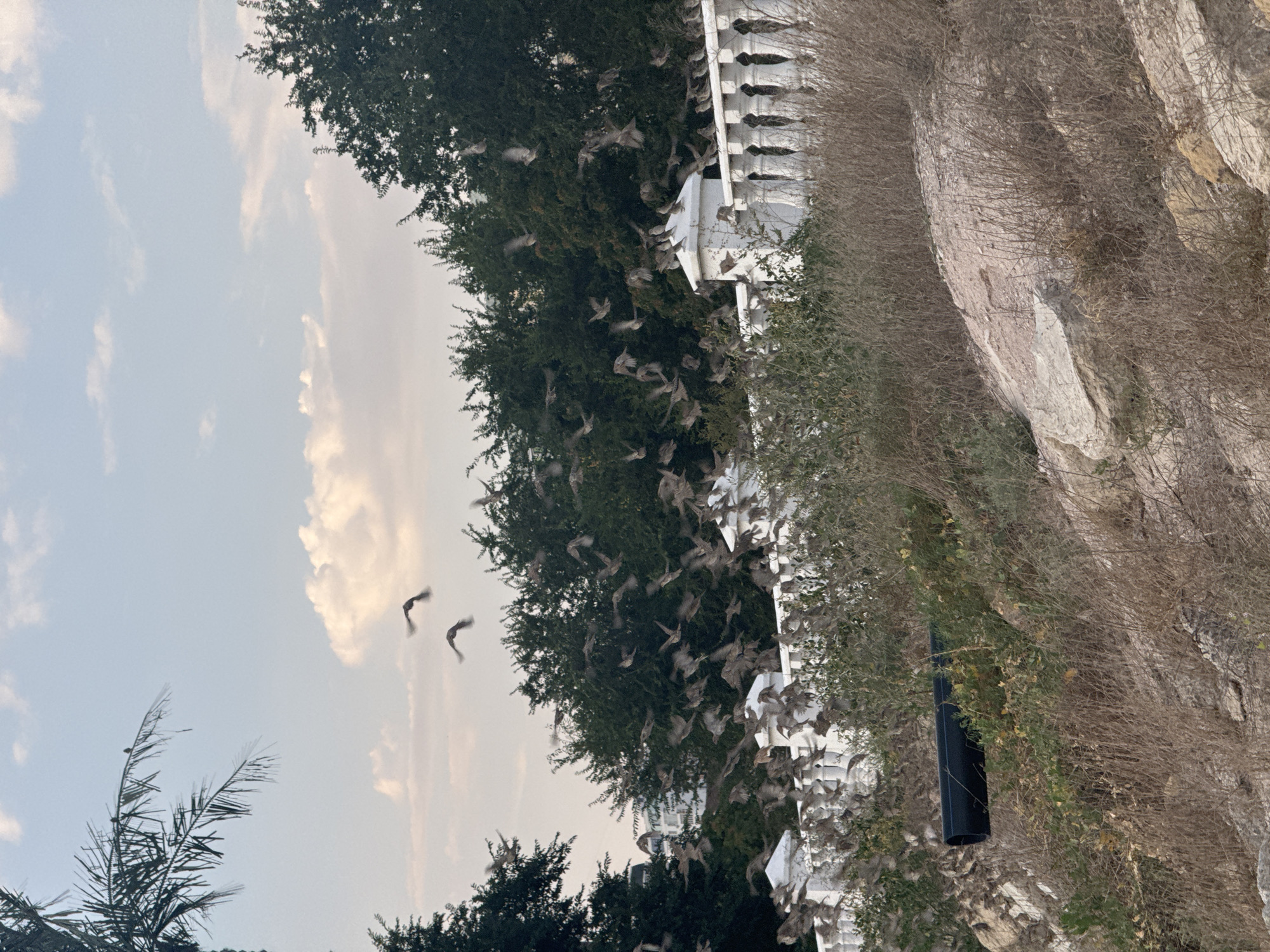 A flock of birds flies in the sky above a white ornate fence, green trees, and dry vegetation in Aktau, Kazakhstan. Two birds are captured in mid-flight in the sky, while a large group of birds is scattered across the frame, some perched on the fence and others in flight. The environment is a hillside covered with dry grass and rocks, with a black pipe visible in the foreground. A palm tree is partially visible on the left side of the image. The sky is partly cloudy with a pale, diffused light, suggesting it might be early morning or late afternoon. The architectural style of the fence and buildings in the background hint at a well-maintained, possibly coastal, urban or suburban setting.