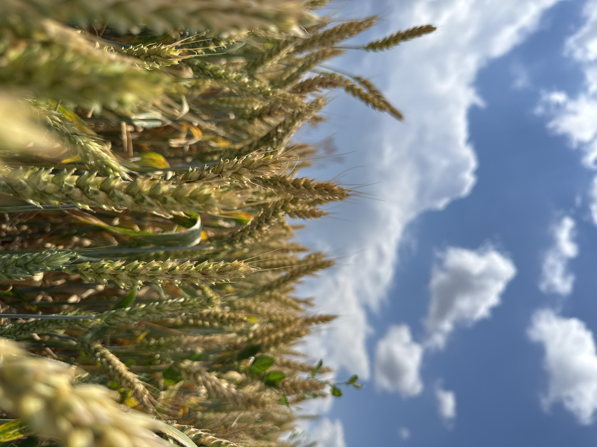 The image depicts a close-up view of a wheat field under a blue sky with scattered white clouds. The perspective is low, focusing on the wheat stalks, some of which are in sharp focus while others are blurred. The wheat appears to be ripening, with shades of green and golden brown visible. In the background, the sky is bright blue with fluffy white clouds. There are no people or animals visible in the image, and no discernible man-made structures or objects. The environment suggests an agricultural landscape. The image does not contain any specific visual cues to pinpoint its location within Verkhnedubovskii, Russia.
