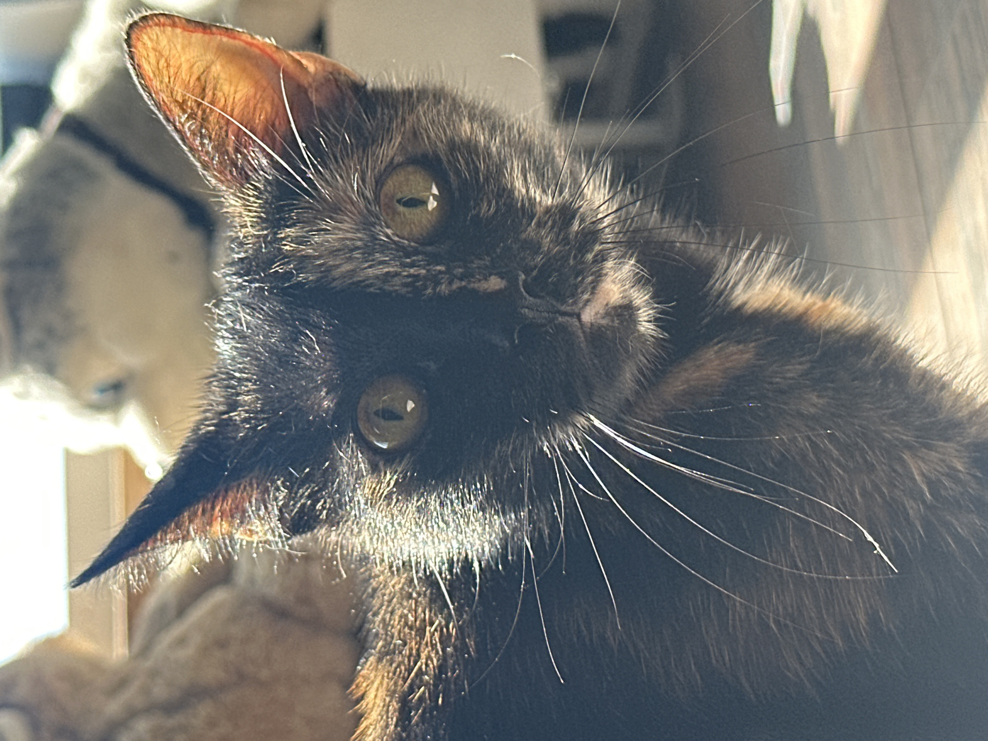 This is a close-up, eye-level, medium shot of a tortiseshell cat, bathed in bright sunlight coming from the left. The cat is facing forward, with its head slightly tilted. Its eyes are wide open, and its pupils are slit-like. The cat's fur is a mix of black, brown, and orange. Long, white whiskers fan out from its muzzle. In the background, out of focus, are what appear to be stuffed animals or plush toys. The setting is indoors, with sunlight casting shadows and illuminating the cat's fur. There is no indication of the city of Virki, Russia, or any specific location within it.