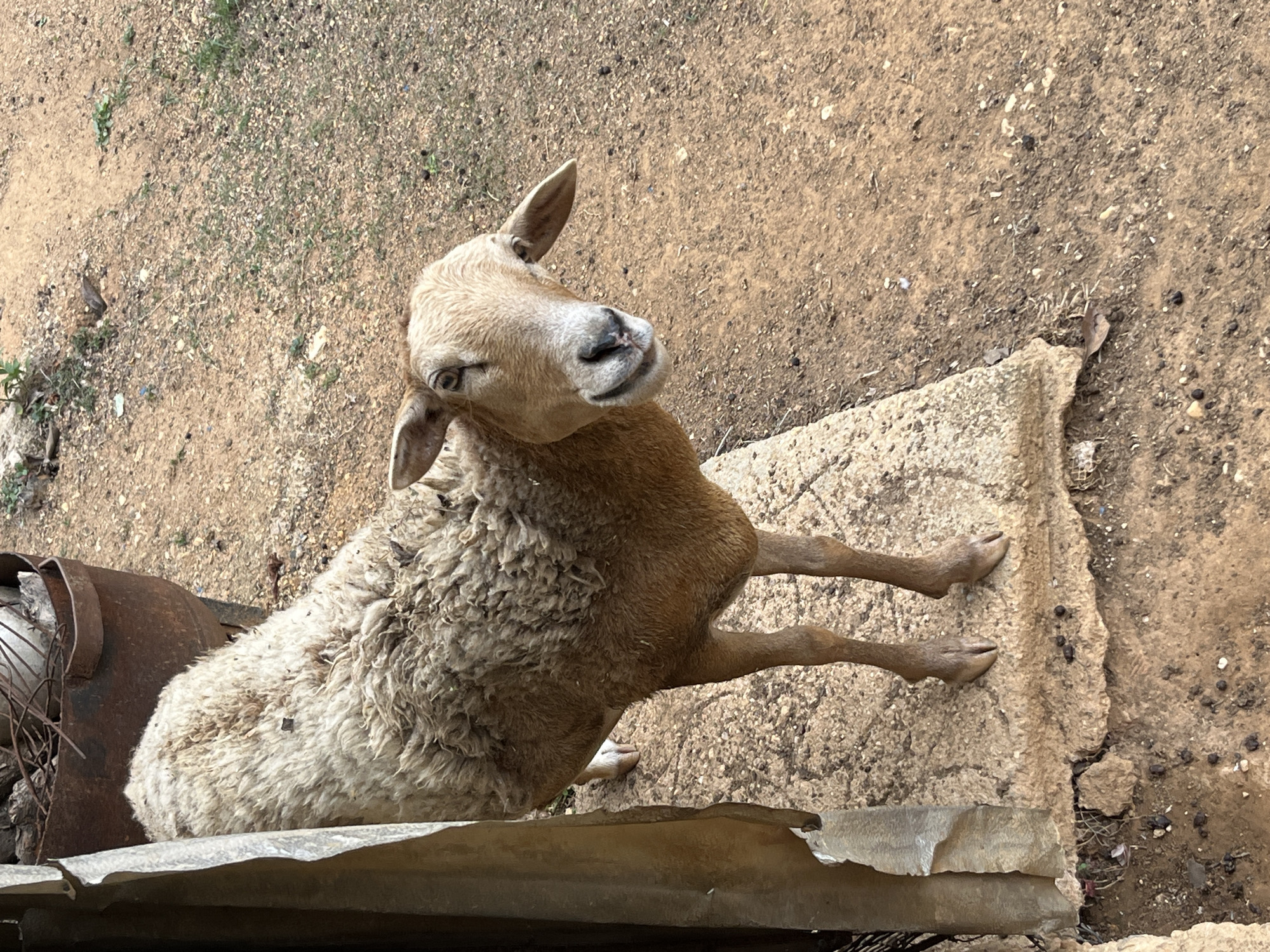 The image depicts a light brown sheep with thick wool sitting in what appears to be an outdoor area. The sheep is positioned on a concrete surface, with a dirt ground in the background. The area around the sheep is characterized by dry soil and some scattered vegetation. Part of a metal structure or container is visible near the sheep. The image was taken in the city of Tinaquillo, Venezuela.