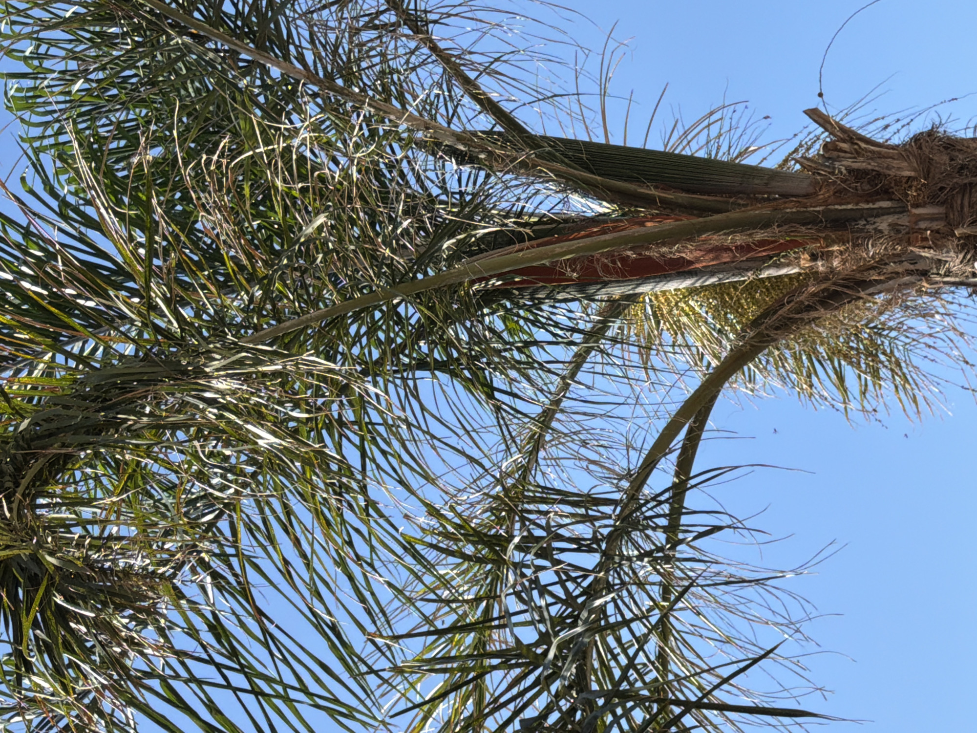 The image shows a close-up view of a palm tree with fronds extending towards a clear blue sky. The fronds are green and appear thin and wispy, with some showing signs of dryness. The trunk of the palm tree is visible at the bottom, with a rough, fibrous texture. The sky is a solid, bright blue with no clouds. The image appears to be taken outdoors on a sunny day. There is no indication of the location being specifically in Viglafia, Greece, as there are no identifiable landmarks or environmental features that would confirm this. The scene is natural and lacks any human presence or man-made objects, aside from the potential presence of the palm tree itself within a possibly urban or suburban environment.