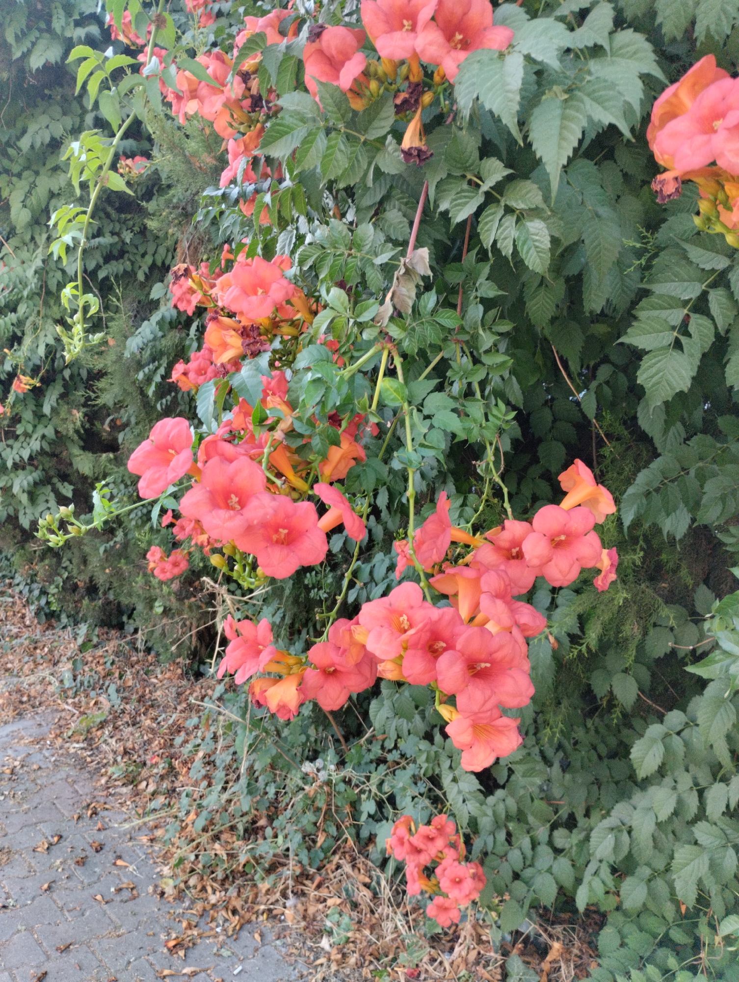 A close-up, eye-level, vertical shot captures a vibrant cluster of orange trumpet-shaped flowers blooming against a backdrop of dense green foliage. The flowers, some fully open and others still in bud, are the dominant feature, their bright petals contrasting with the darker leaves. The foliage appears to be part of a vine or shrub growing along a wall or fence, which is mostly obscured by the greenery. To the left and bottom of the frame, a cobblestone pathway is visible, bordered by dry, fallen leaves. The scene suggests an outdoor setting, possibly a garden or a pathway alongside a vegetated area. There are no people or animals in the image. The lighting suggests it is daytime, with soft shadows indicating an overcast sky or the shade from taller trees. The composition focuses on the natural beauty of the flowers and the surrounding plant life, with the pathway providing context of a man-made element. The image is taken in Mezitli, Turkey.