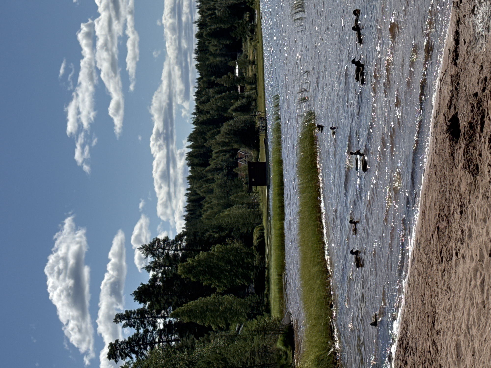 This is a daytime, eye-level, medium shot of a natural scene in Solvarbo, Sweden. The image depicts a sandy beach in the foreground, with the choppy, sparkling surface of a body of water in the middle ground. Several ducks are swimming in the water, some in small groups and others individually. The background features a dense forest of evergreen trees, with a small wooden structure and red-roofed buildings visible amongst the trees on the left side of the frame. The sky above is blue with scattered white, puffy clouds. The overall atmosphere is serene and natural.