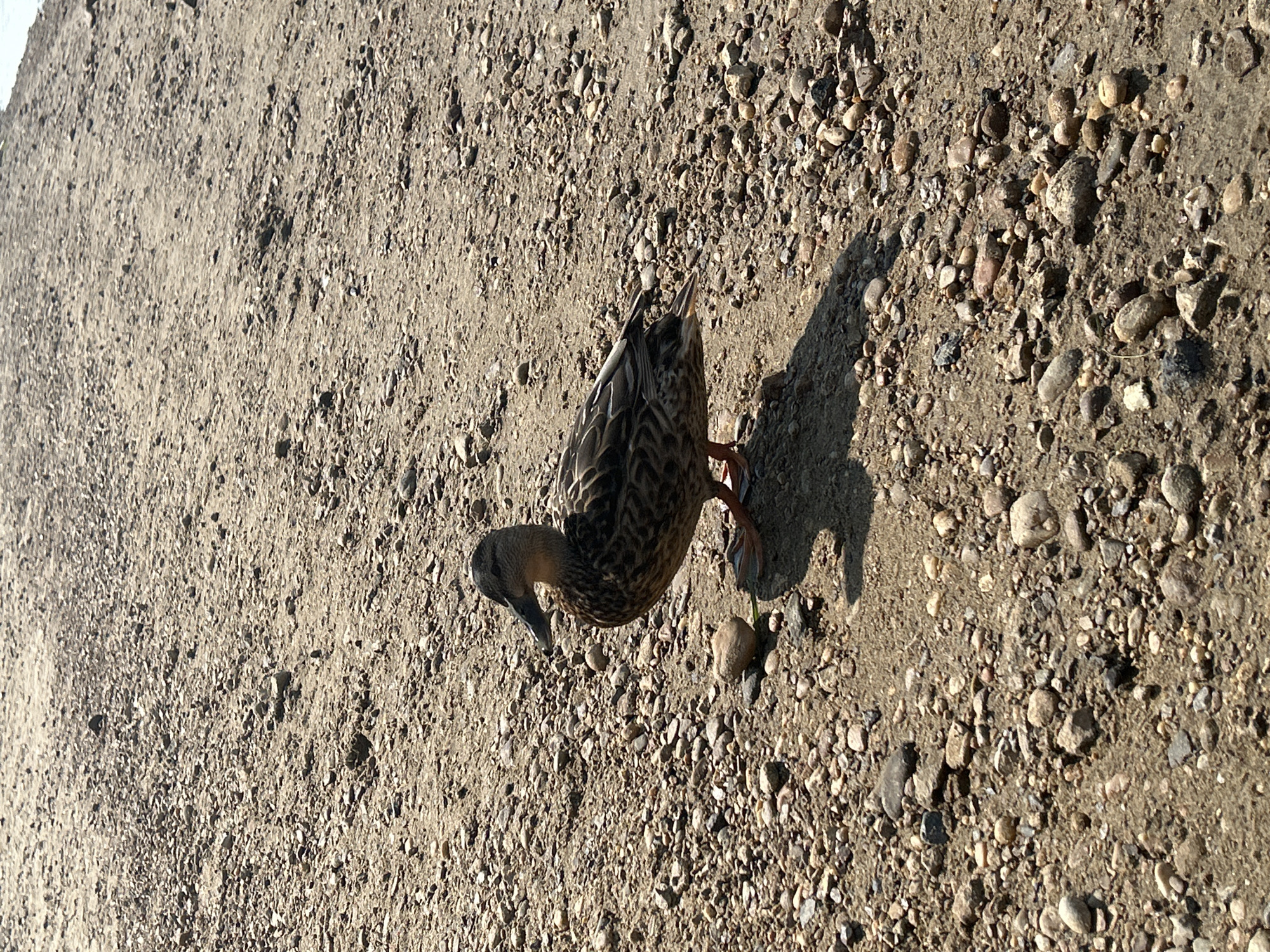A single duck stands on a rocky, sandy surface. The duck is facing to the left of the frame, with its head turned slightly to the right. Its feathers are a mottled brown and black. The duck's feet are orange and are visible in the sand. The ground is covered in a mixture of sand and small stones. A shadow of the duck is cast to its right. The overall scene appears to be outdoors, possibly near a body of water.