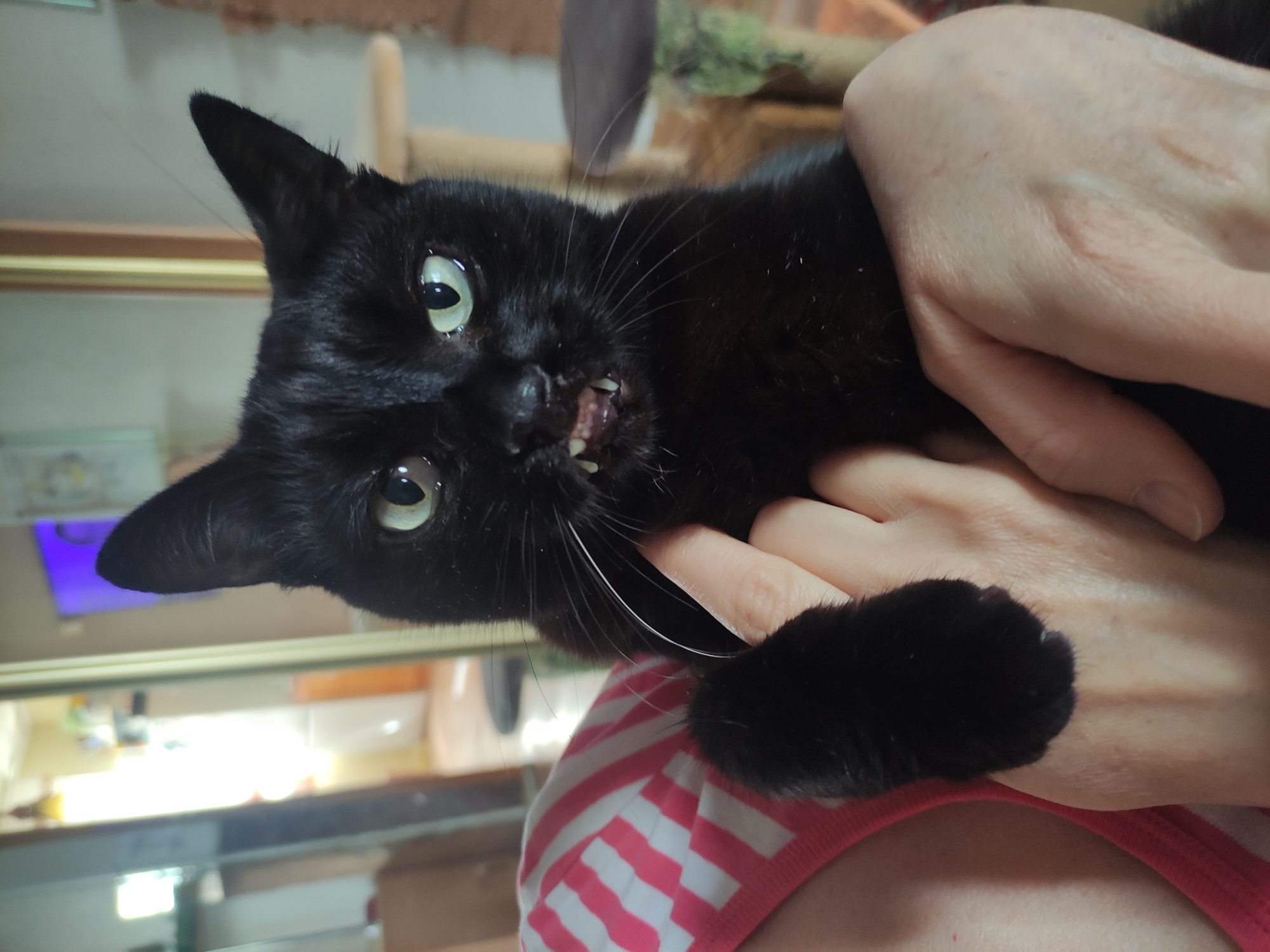 A black cat with green eyes is being held by a person. The cat's mouth is slightly open, revealing its teeth. The person holding the cat is wearing a pink and white striped shirt. The background is blurry but appears to be indoors, possibly a living room. There is no information to conclude that the image location is Pavlodar, Kazakhstan.