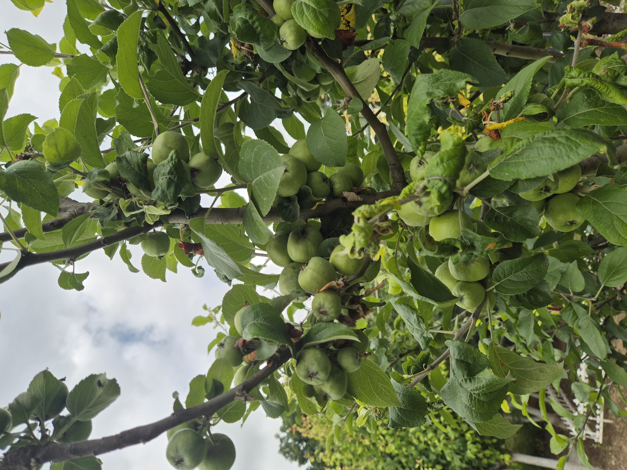 An outdoor medium shot captures an apple tree laden with numerous unripe green apples and lush green leaves under a cloudy sky. The branches are thick and brown, and the leaves appear healthy, though some show minor signs of distress or deformation. The background consists of more foliage and a glimpse of a white fence and a small white plant with delicate flowers. The lighting is soft, suggesting an overcast day. The image is focused on the apple tree, highlighting the abundance of young fruit.