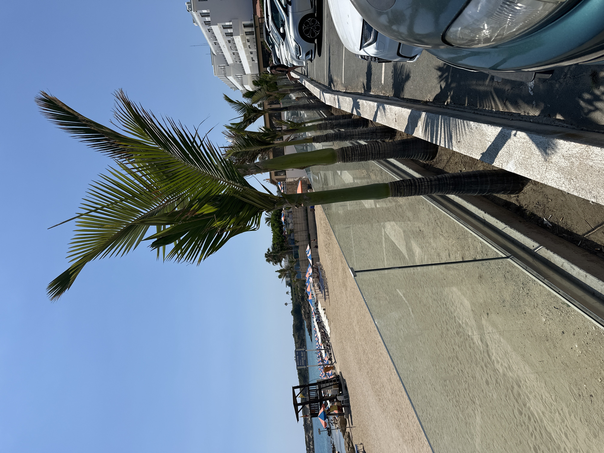 A bright, clear day with a light blue sky provides the backdrop for a beach scene in Peyia, Cyprus. In the foreground, a row of slender palm trees with green fronds stands tall, lining a concrete walkway. Beyond the palm trees, a glass barrier separates the walkway from a sandy beach. The beach is sparsely populated, with scattered beach umbrellas and lounge chairs. In the distance, the turquoise waters of the sea meet the horizon, with a lifeguard tower visible on the left side of the beach. A white building with multiple balconies and windows is situated on a hill overlooking the beach. A parking lot is visible to the right of the palm trees, with several cars parked, including a dark green car in the foreground. A woman wearing a white cap and dark clothing is standing on the ledge of the parking lot, looking towards the beach. The scene conveys a sense of a relaxed vacation atmosphere.