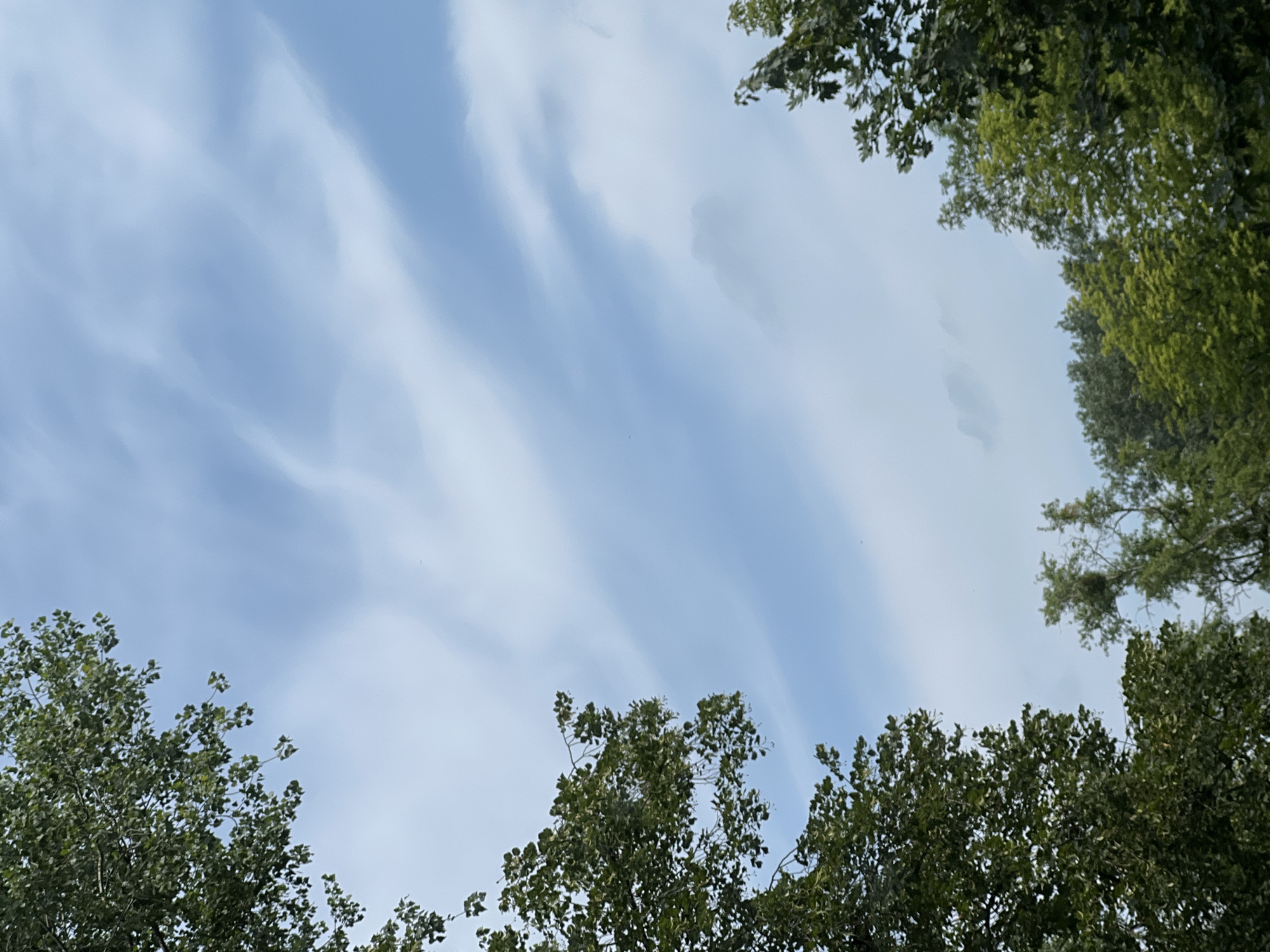 This is an outdoor, eye-level, vertical shot of a pale blue sky with wispy white clouds. The sky occupies the majority of the frame, with tree branches and foliage framing the left and bottom portions of the image. The trees are lush and green, suggesting a warm season. The scene is devoid of any human presence, vehicles, or man-made structures, making it impossible to ascertain a specific location within Warsaw, Poland, or any city for that matter. The overall impression is one of natural scenery.