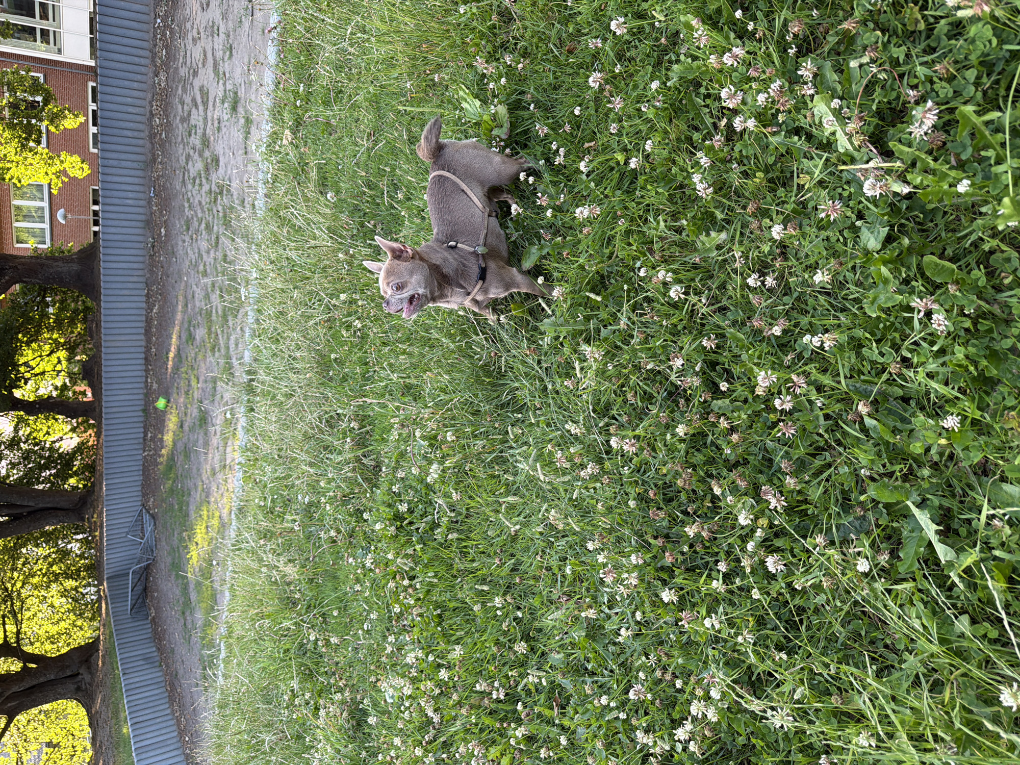 A small, light brown Chihuahua dog wearing a harness stands in a grassy area with small white and pink clover flowers. The dog is looking upwards with its tongue sticking out. In the background, there is a grey, ridged fence, and beyond that, a bare patch of ground with a broken metal structure and a green ball. Trees with lush green foliage are visible behind the fence, casting dappled sunlight. A brick building with windows is also present in the background. The scene appears to be an outdoor public space, possibly a park or playground, in Græsted, Denmark.