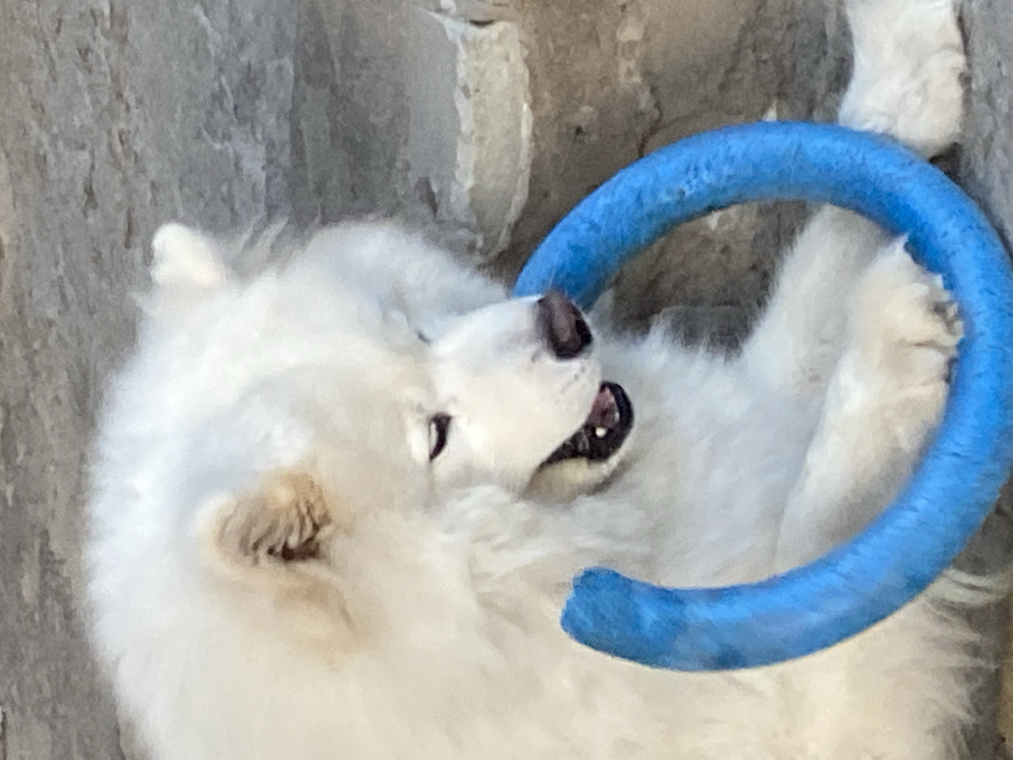 An over-the-shoulder shot shows a fluffy white Samoyed dog holding a blue ring toy in its mouth. The dog's eyes are partially closed as it looks down at the toy. The dog is sitting on a grey, textured surface, possibly a patio or pavement. The background is out of focus, but appears to be a stone wall or similar structure. The lighting suggests it is daytime, with shadows indicating the sun is present.