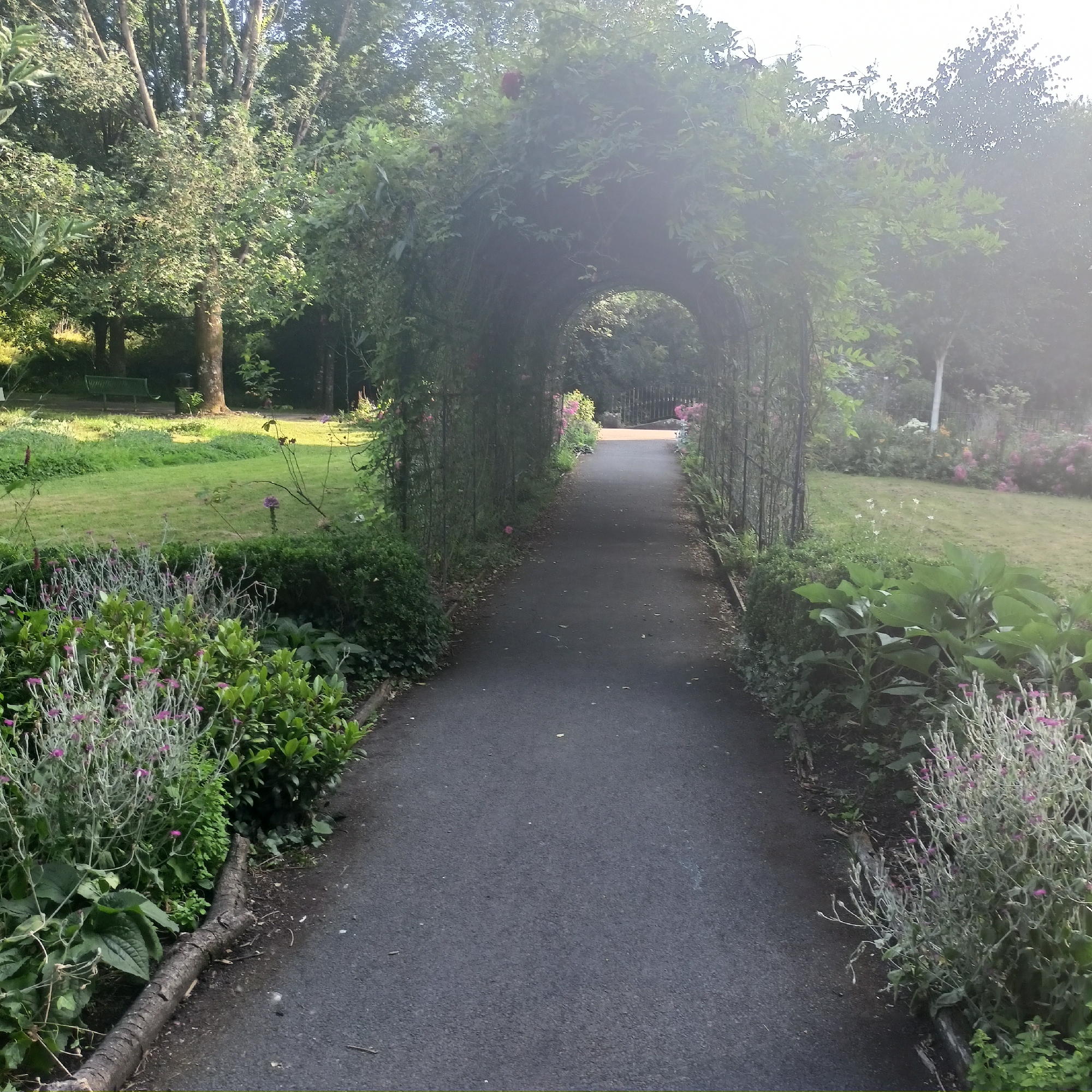 The image depicts a paved pathway winding through a park-like setting in the Municipal District of Adare—Rathkeale, Ireland. The pathway is covered by a green archway formed by dense foliage and flowers, creating a natural tunnel effect. On either side of the path, there are lush green lawns, trees, and various types of plants and flowers, some with small pink blossoms. The lighting suggests it is daytime, with sunlight filtering through the trees, creating some lens flare and hazy areas in the upper portion of the image. In the background, a wrought-iron fence and more greenery can be observed. There are no people or animals visible in the frame. The overall scene is serene and natural.