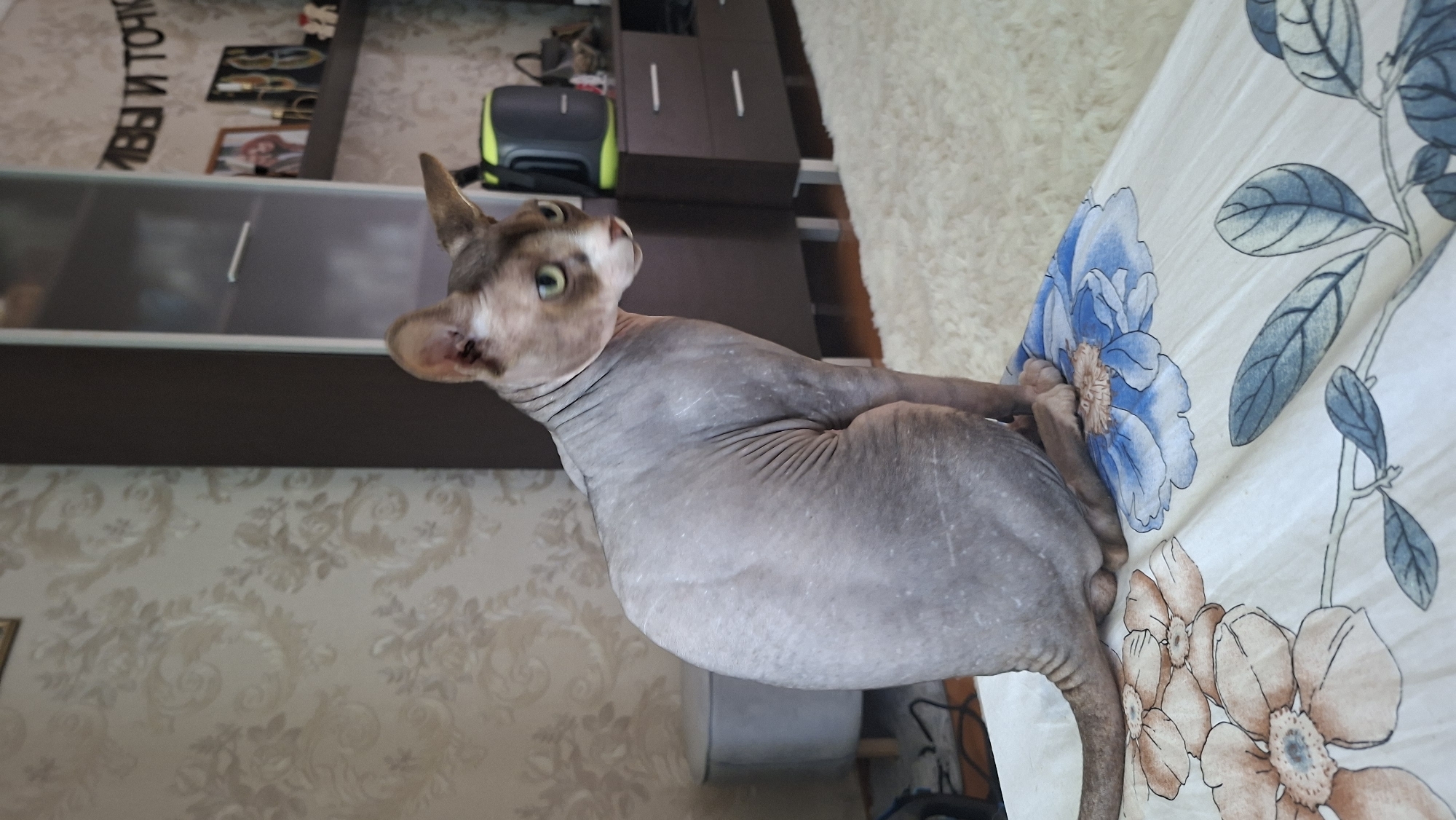 A hairless cat, likely a Sphynx breed, is seated on a white, patterned surface with floral designs. The cat has pale, wrinkled skin with greyish tones and prominent ears. Its eyes are green and it is looking towards the right side of the frame. The cat's body is slightly hunched, and its tail extends out of frame to the left. The surface it is sitting on appears to be a blanket or comforter. In the background, there is a wall with patterned wallpaper, a dark brown cabinet with glass doors, and other furniture. The overall setting suggests an indoor domestic environment. This scene is located in the city of Myadzyel, Belarus.
