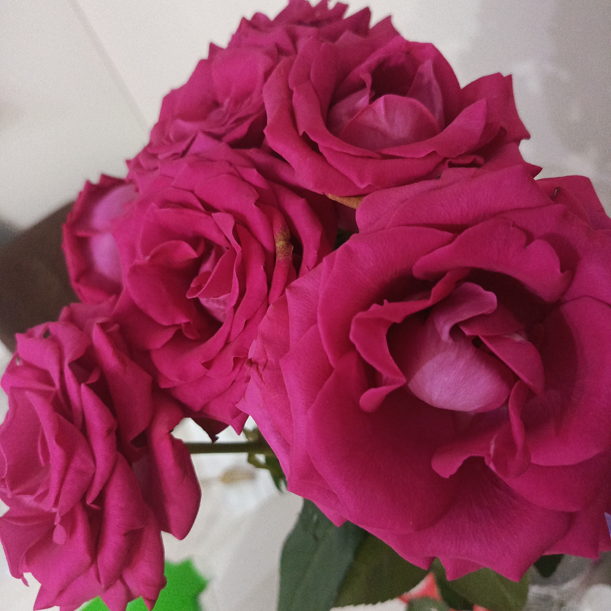 A close-up, high-angle shot features a bouquet of vibrant fuchsia roses against a blurred light-colored background. The roses are the primary subject, with their velvety petals prominently displayed, some unfurling and revealing lighter pink interiors. The lighting appears to be soft, creating subtle shadows that highlight the texture and depth of the petals. There are no people or animals visible in the image. The environment is indistinct, suggesting an indoor setting. The image does not provide any information that would allow for its location to be determined in Vladivostok, Russia.