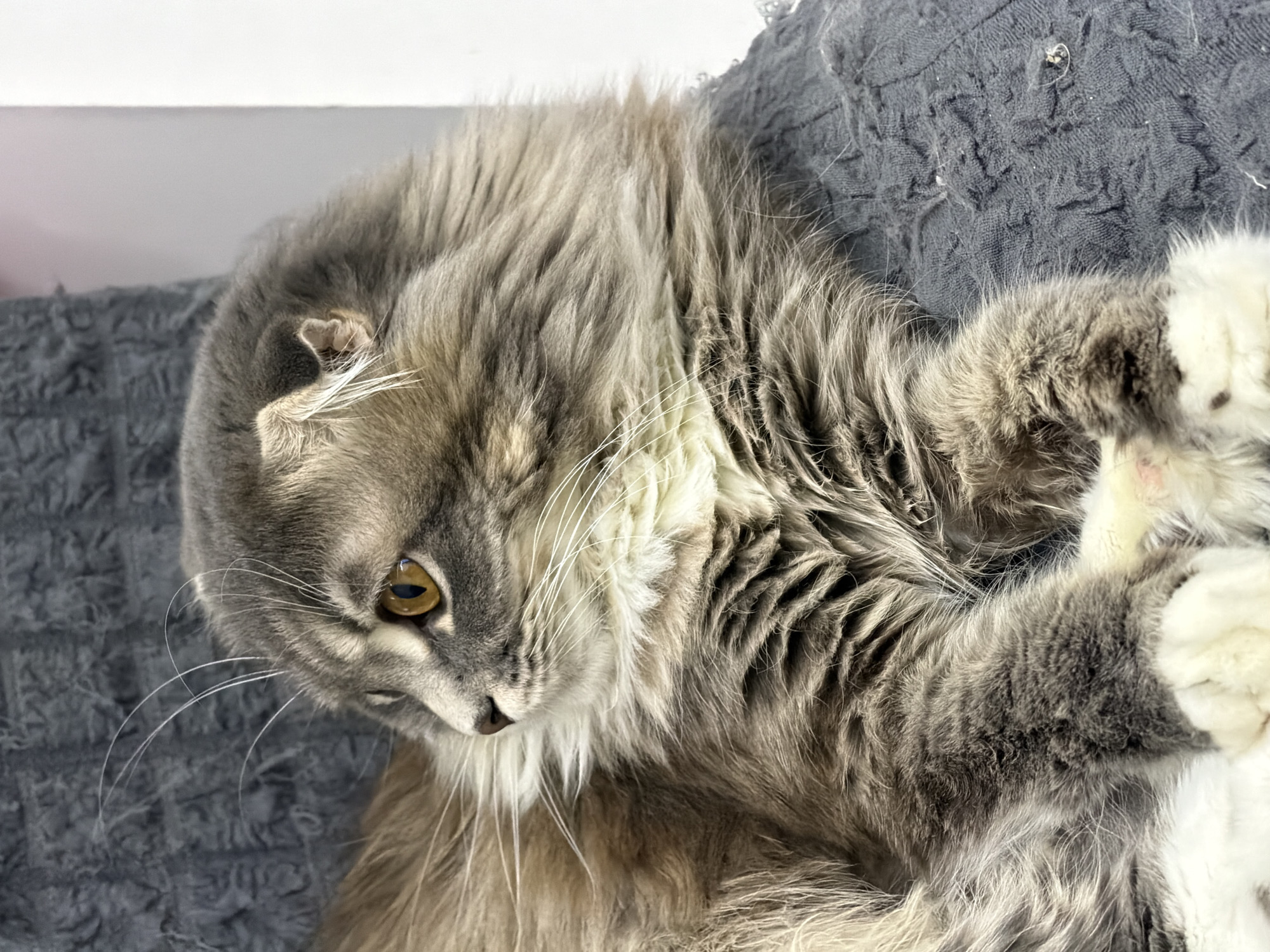 A medium shot photograph captures a long-haired, gray and white cat lying down on a textured gray surface, likely a blanket or piece of furniture. The cat is positioned in profile, looking to the left of the frame with its head turned slightly. Its fur is a mix of gray tabby markings and lighter gray or white undercoat, with particularly fluffy ruff around its neck and chest. The cat has large, amber-colored eyes, prominent white whiskers that fan out from its muzzle, and folded ears characteristic of a Scottish Fold breed. Its paws, which are partially visible, are white with pink pads. The background is softly blurred, showing a light-colored vertical surface on the right, possibly a wall, and a darker, textured surface on the left, similar to the one the cat is resting on. The lighting appears to be artificial, casting soft shadows and highlighting the cat's fur. No specific location in Vovchynets, Ukraine, is identifiable from the visual cues in this image.